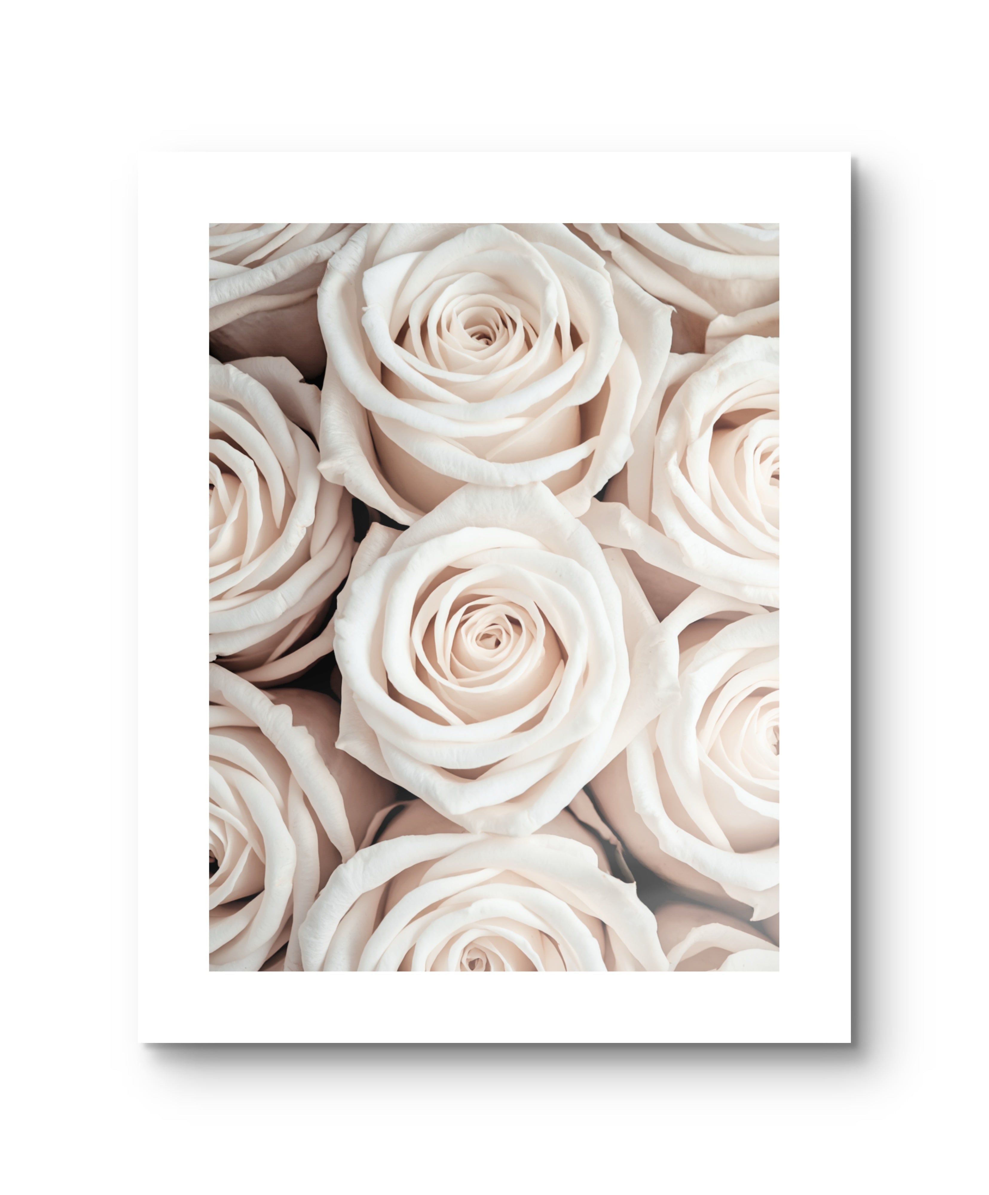 White Roses