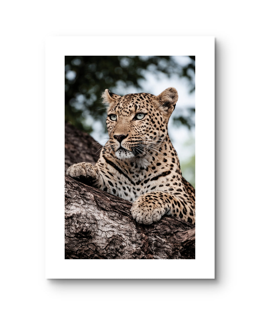 Leopard
