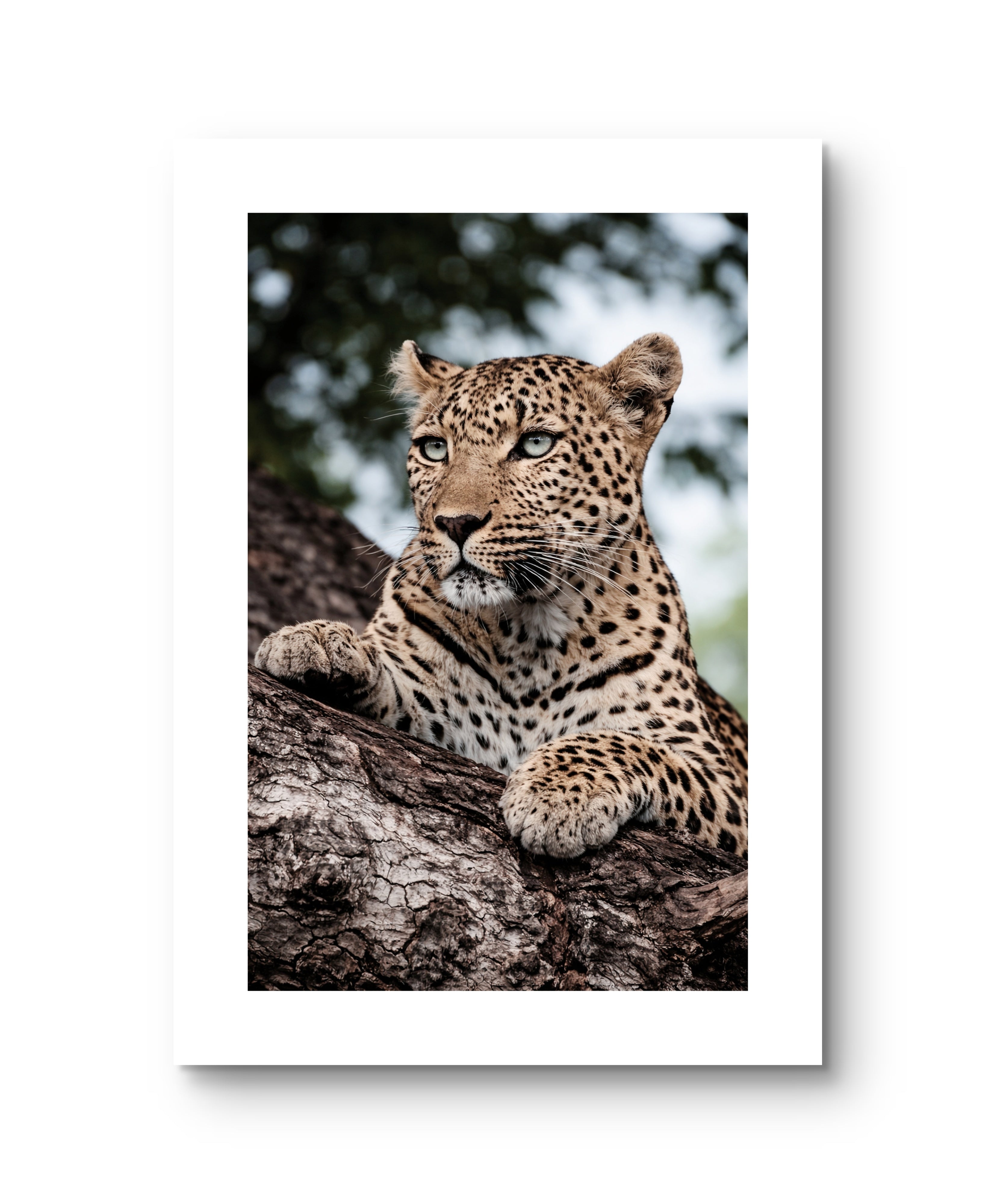 Leopard