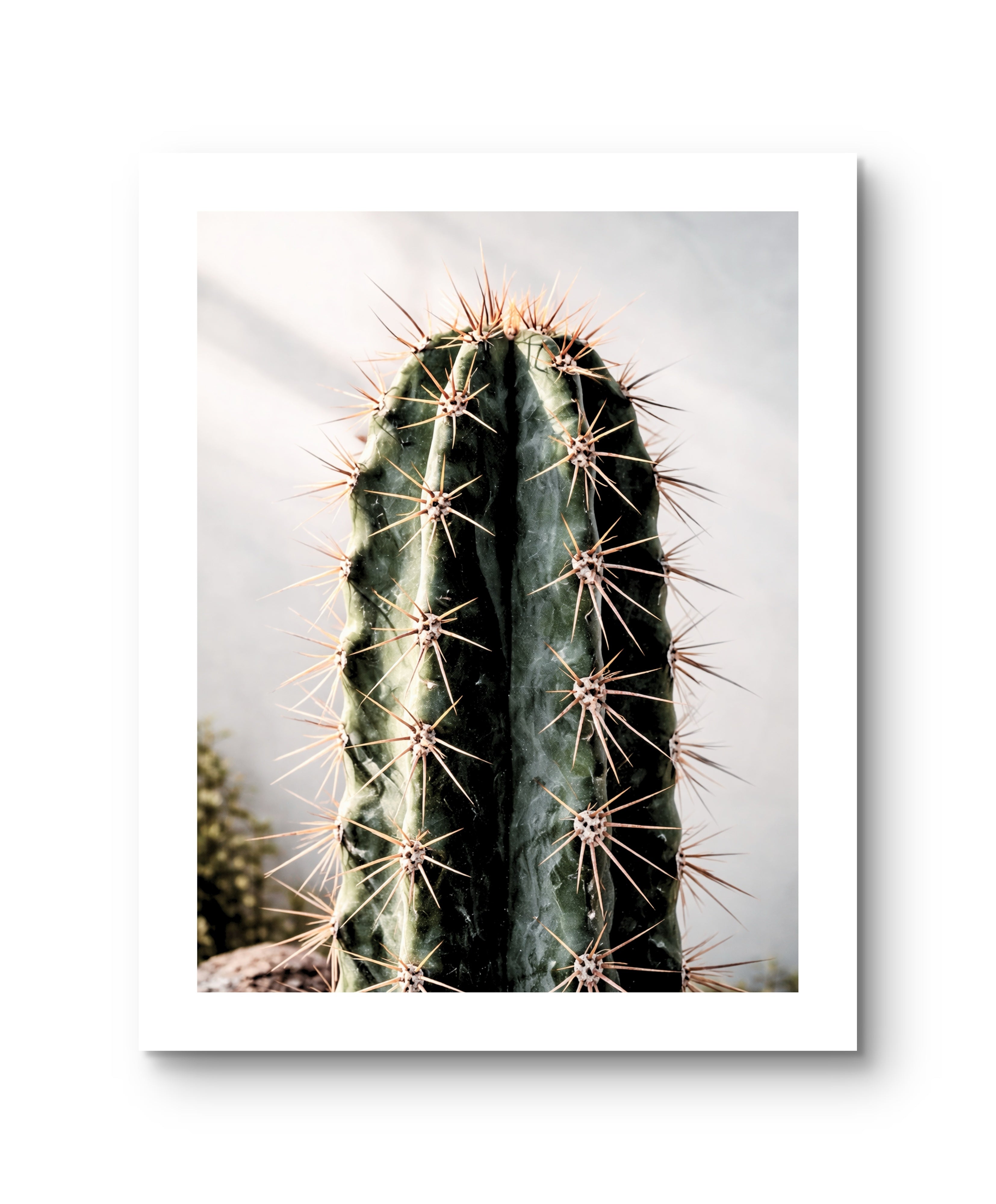 Cactus Giants