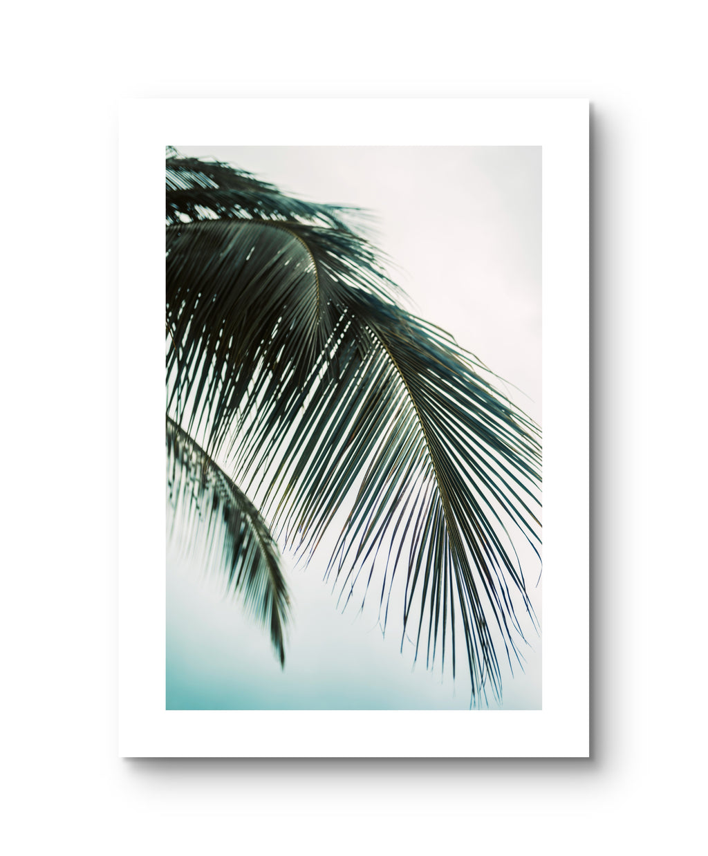 Palm Blue