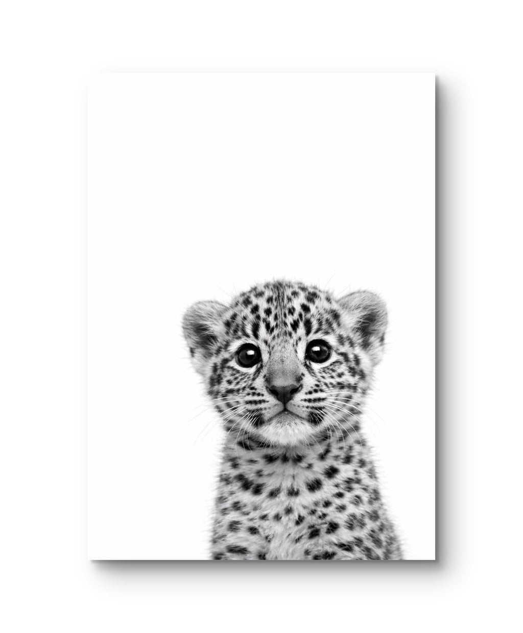 Wildlife Baby