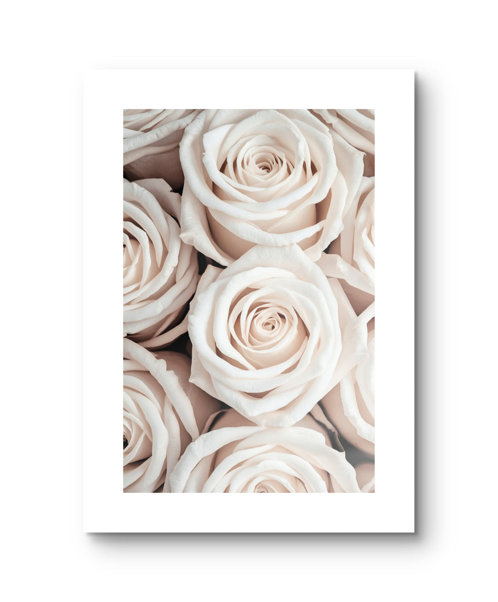 White Roses
