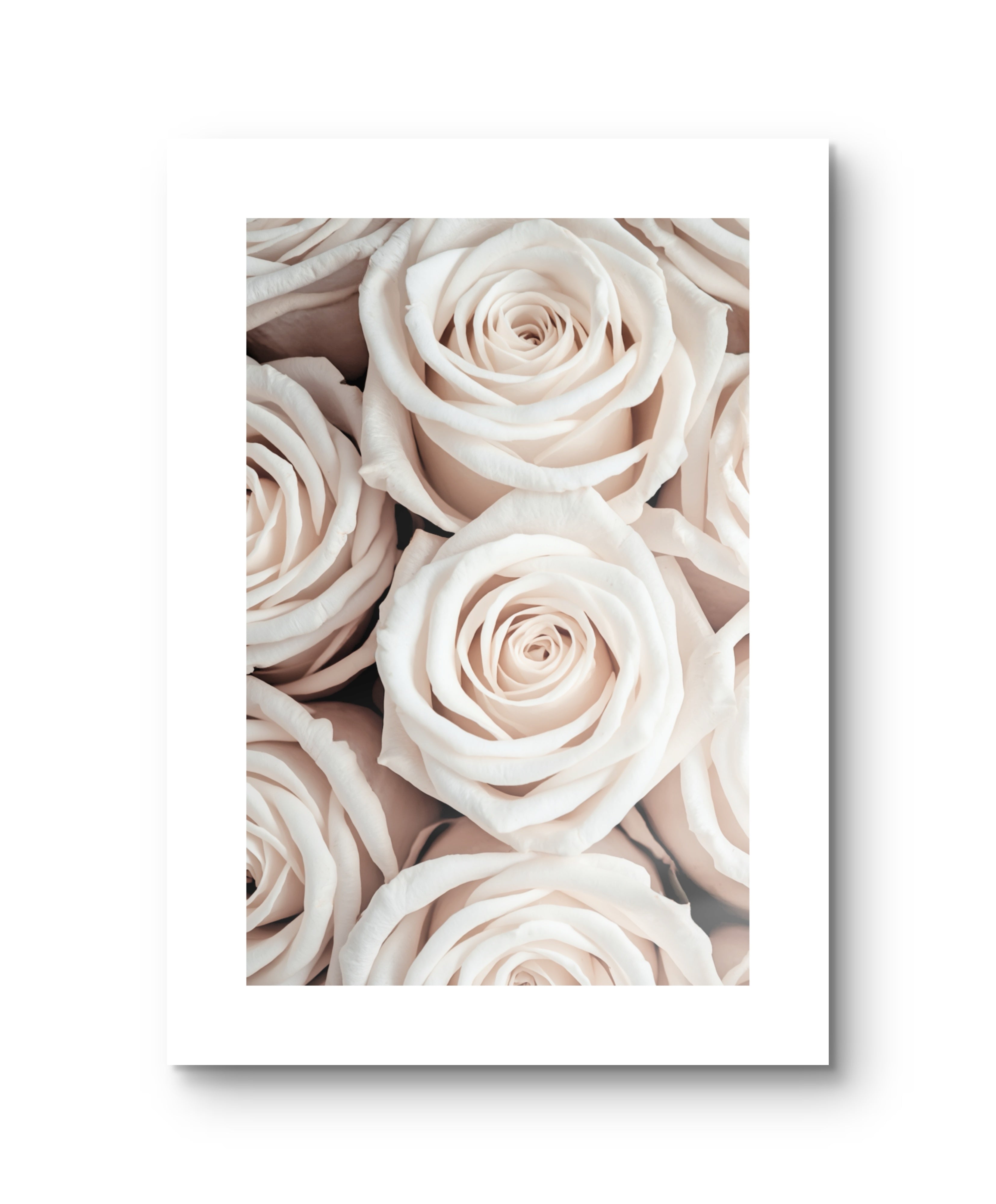 White Roses