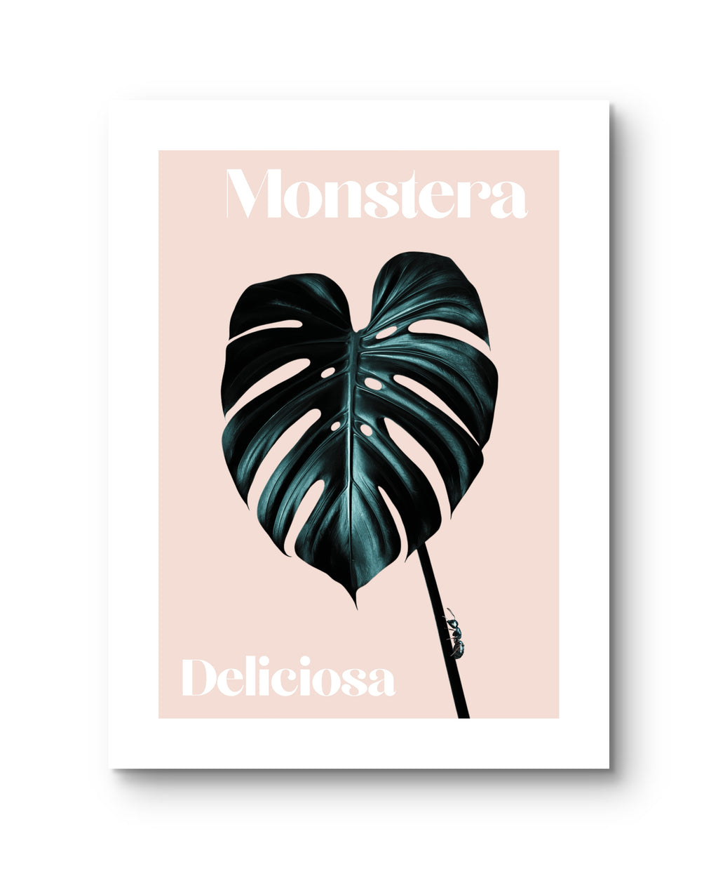 Monstera Blatt