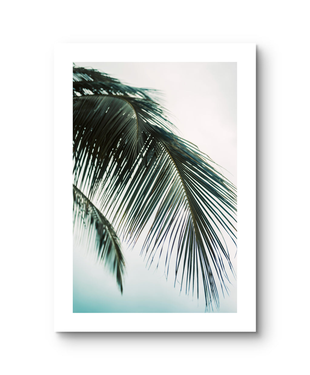 Palm Blue