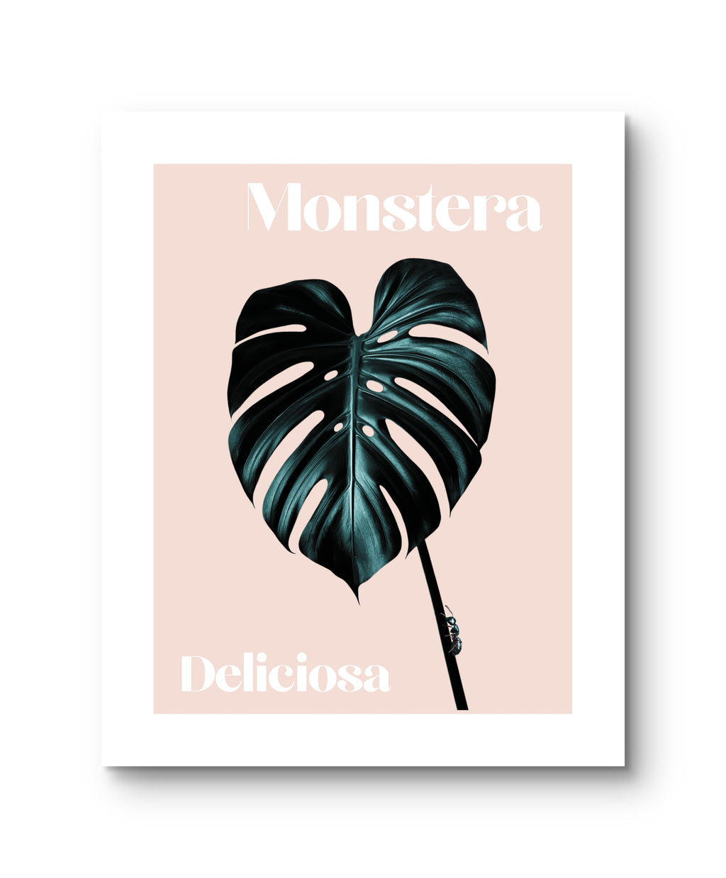 Monstera Blatt
