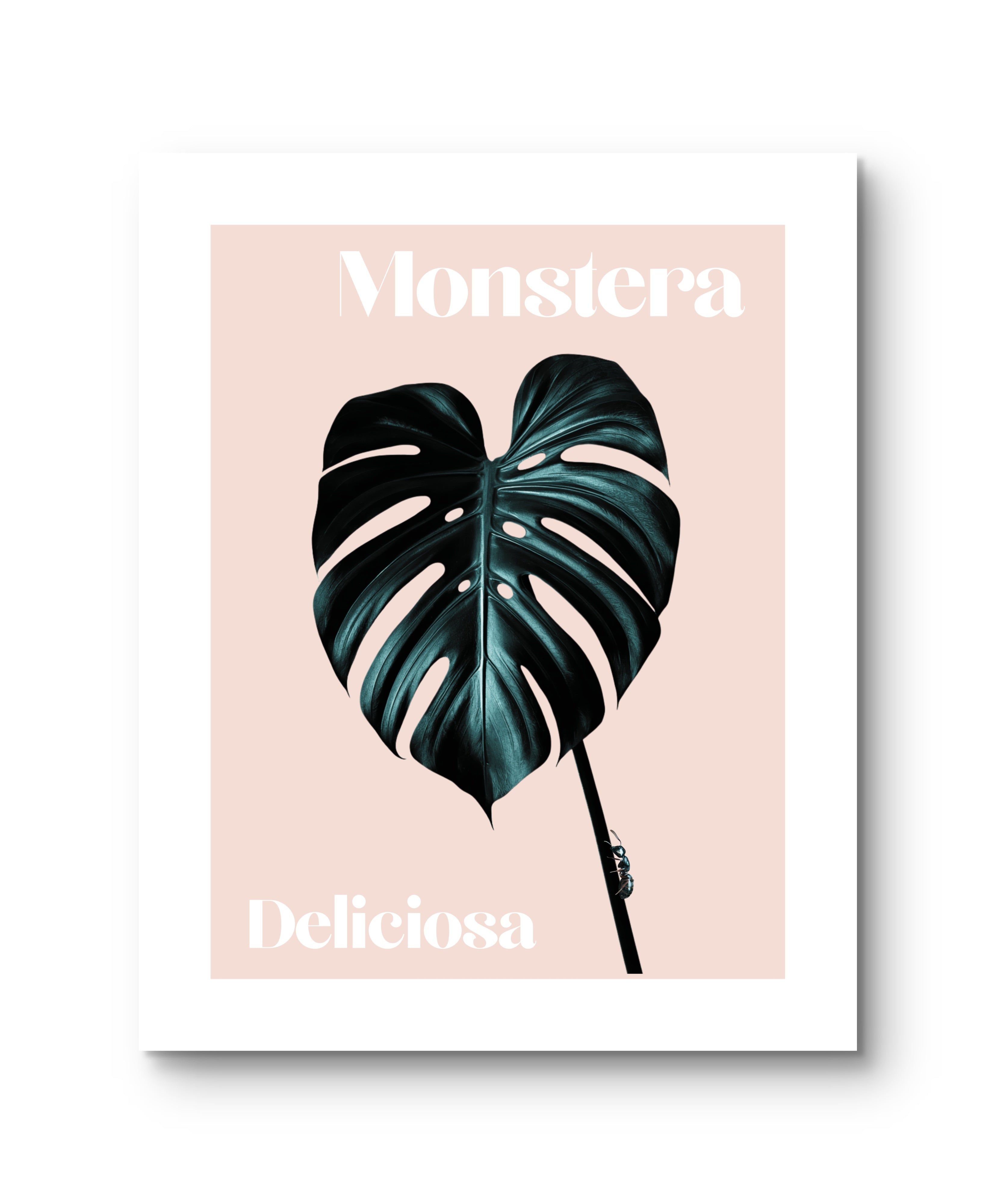 Monstera Blatt