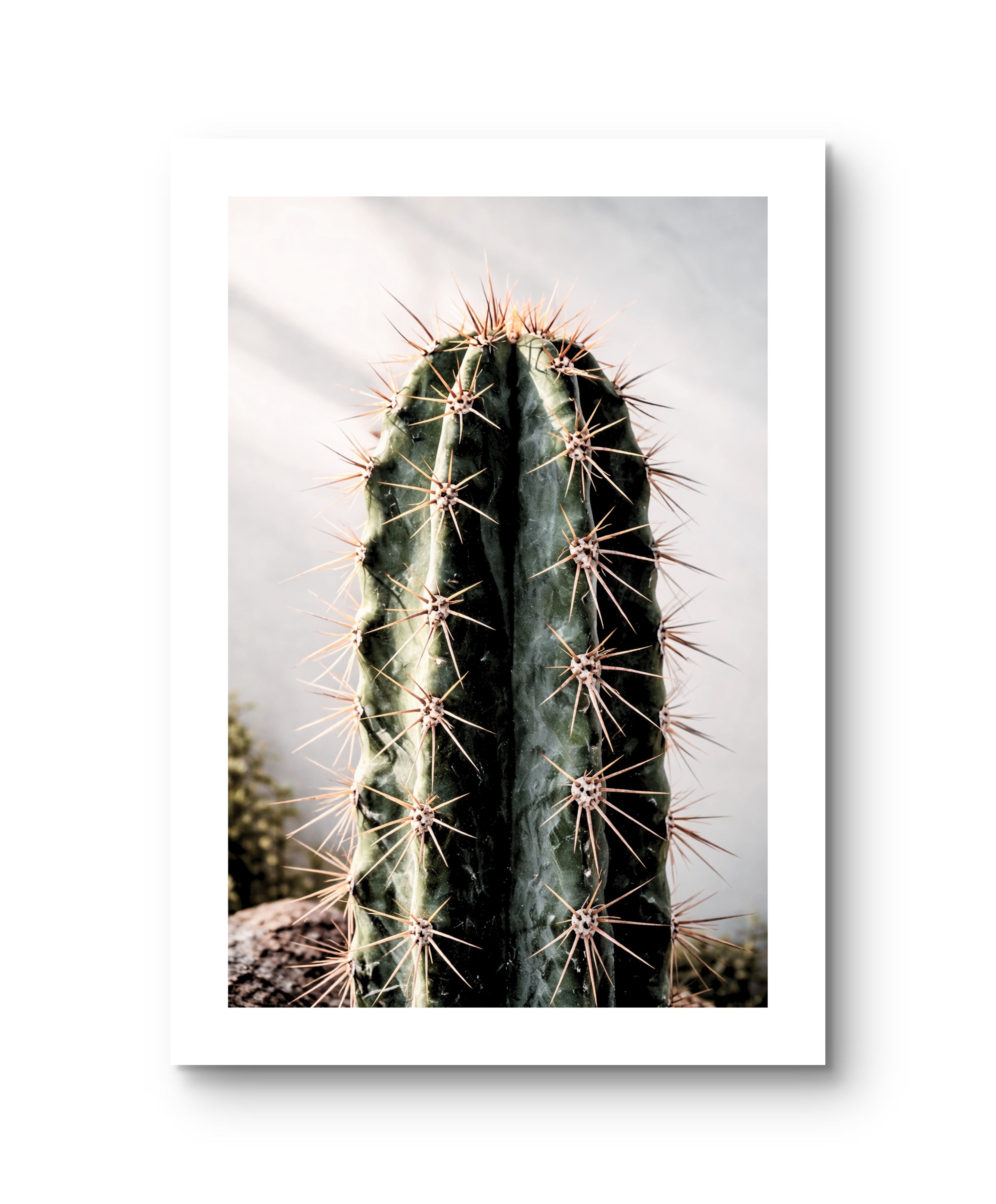 Cactus Giants