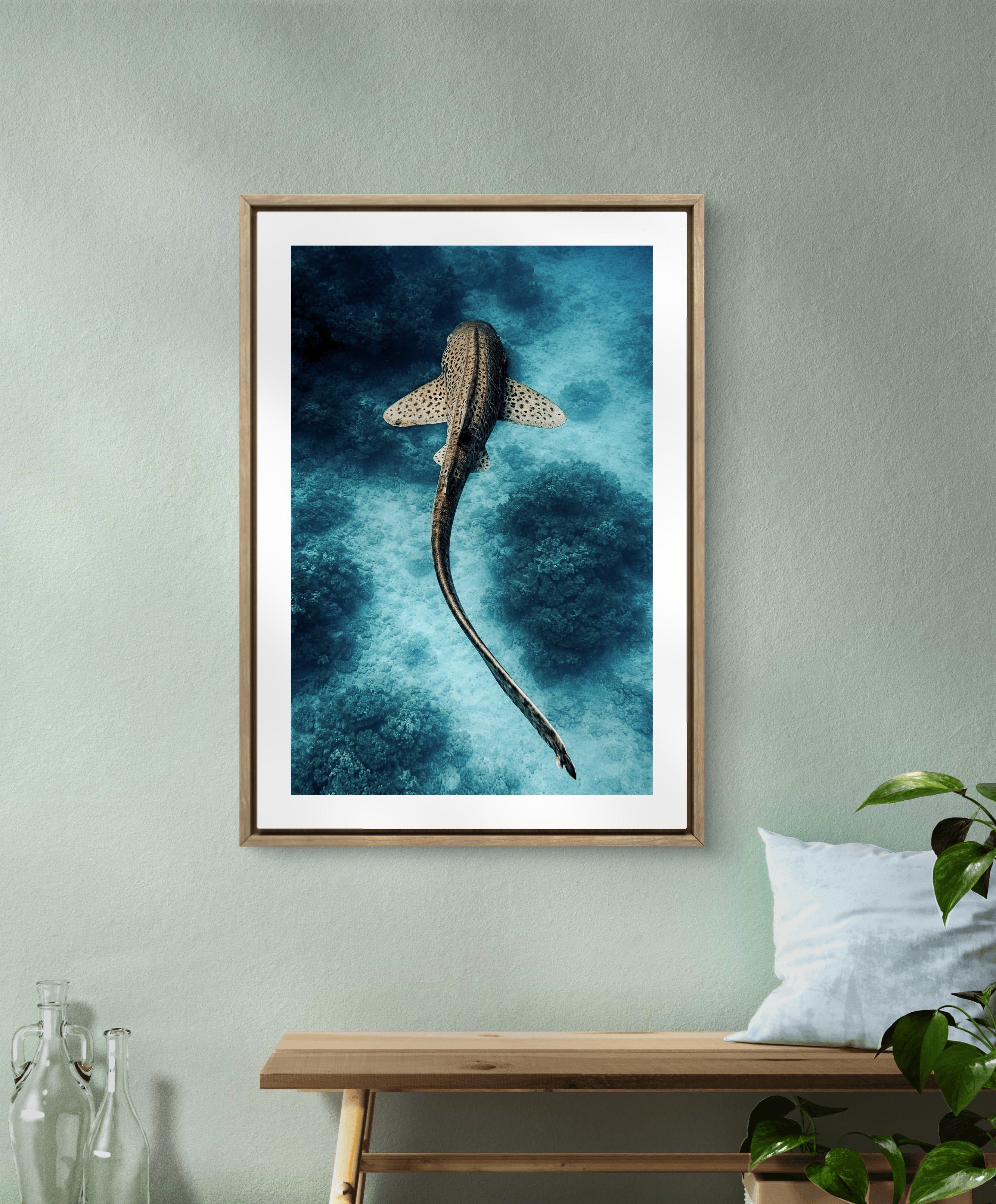 Shark Blue