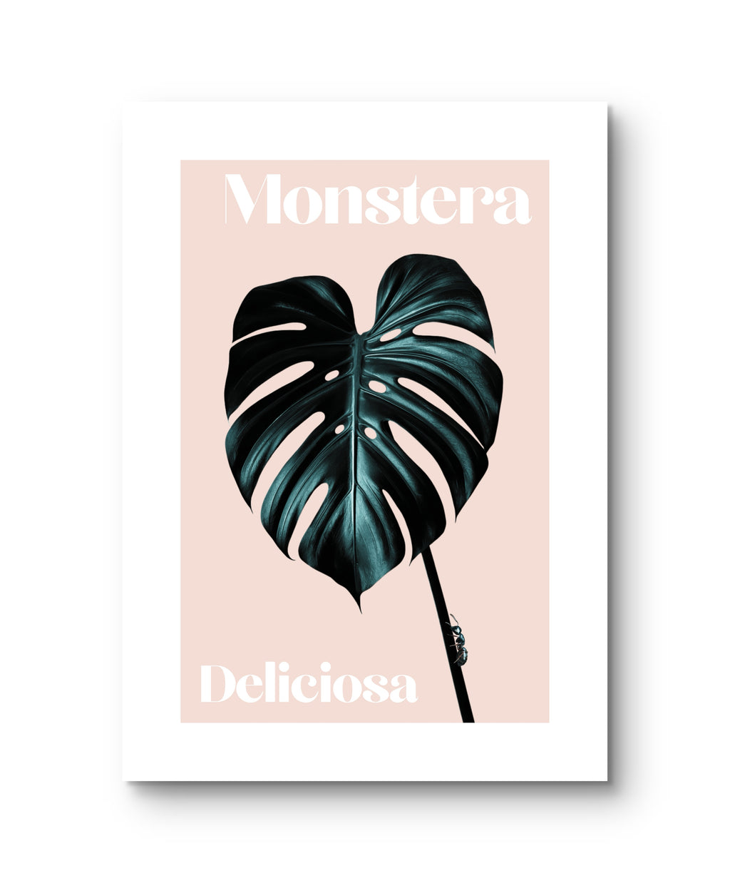 Monstera Blatt