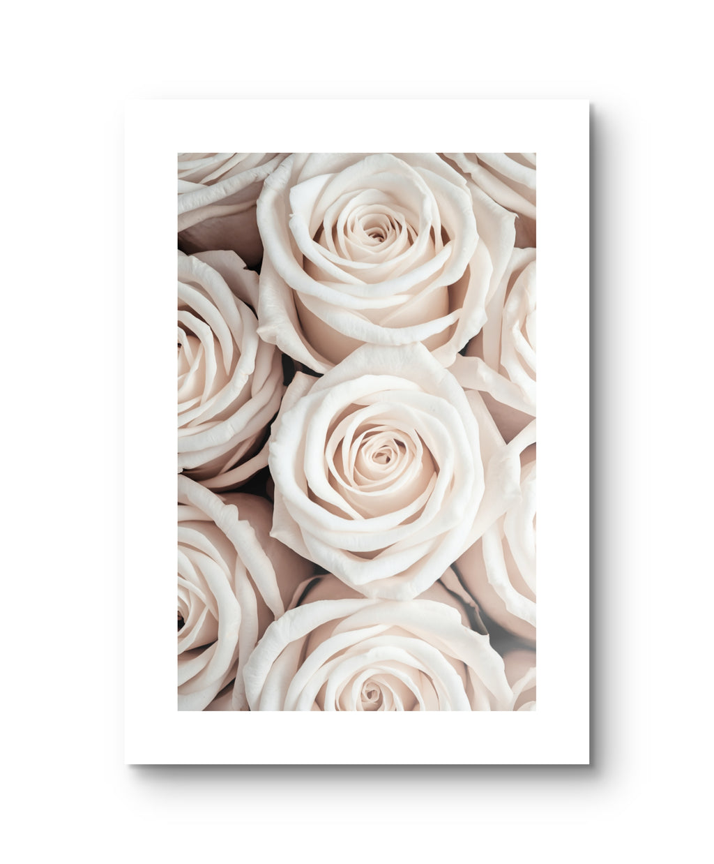 White Roses