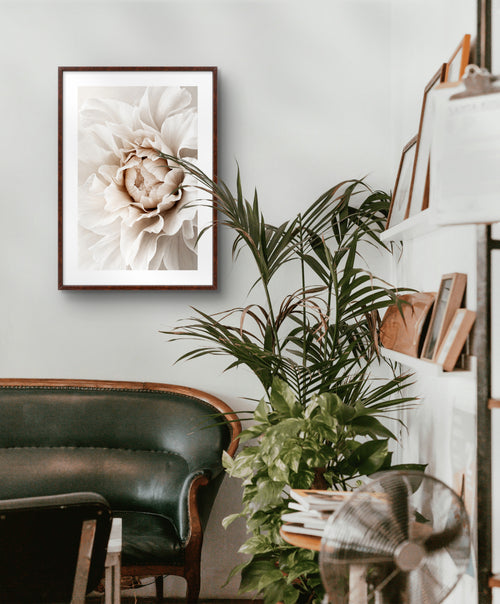 Beige Peonie