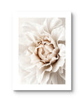Beige Peonie