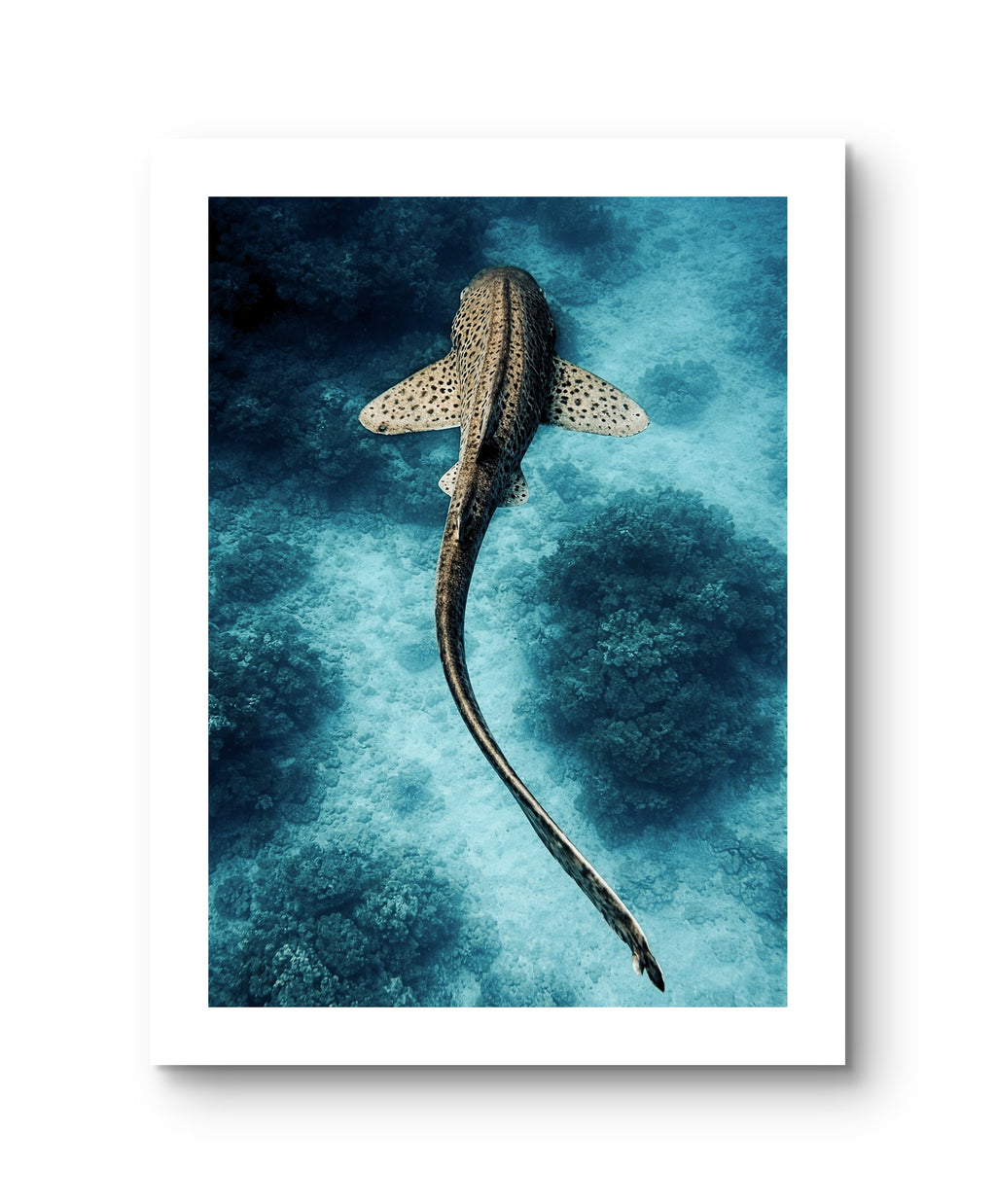 Shark Blue