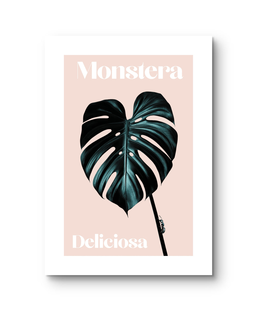 Monstera Blatt