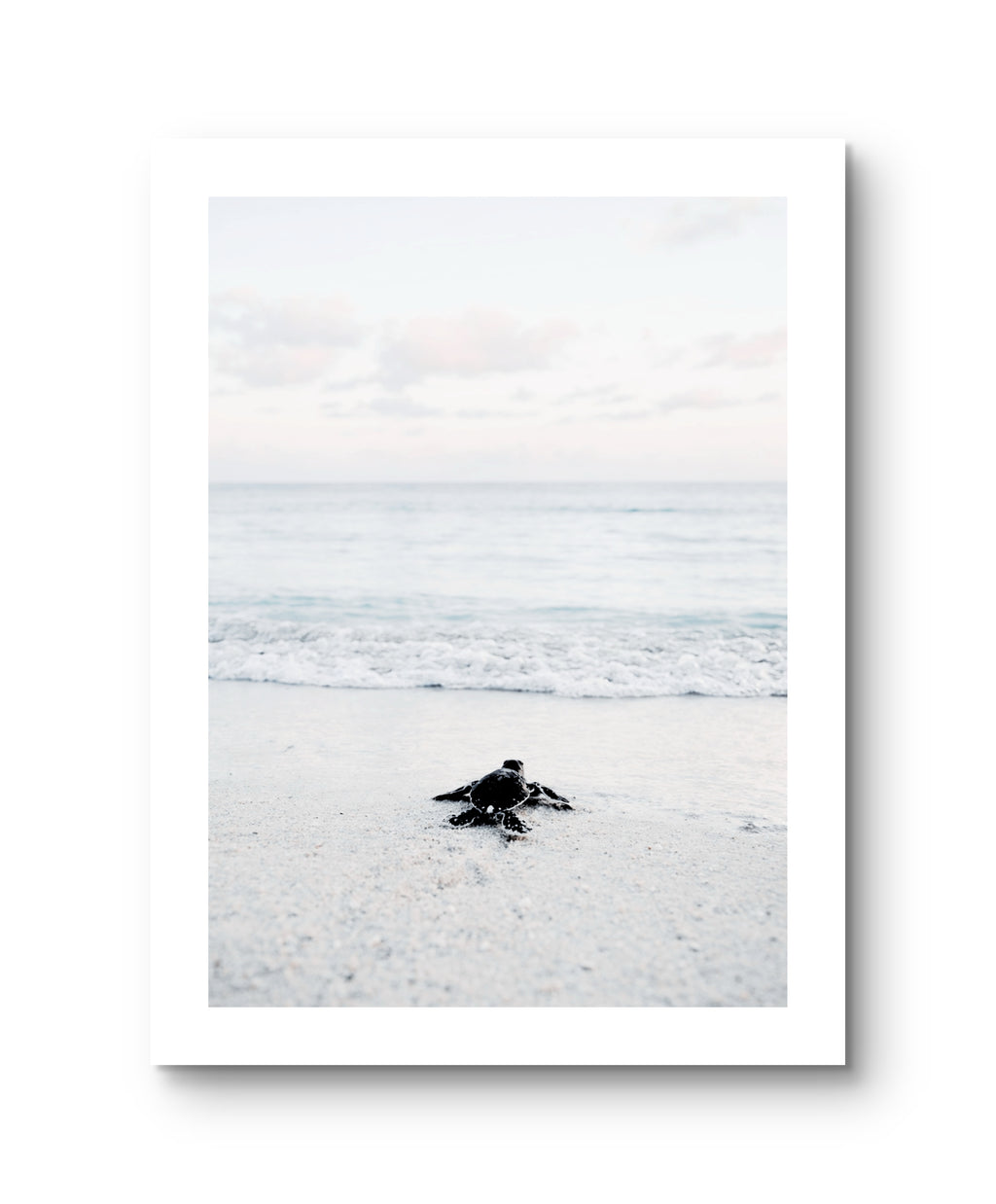 Ocean Baby Turtle