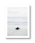Ocean Baby Turtle