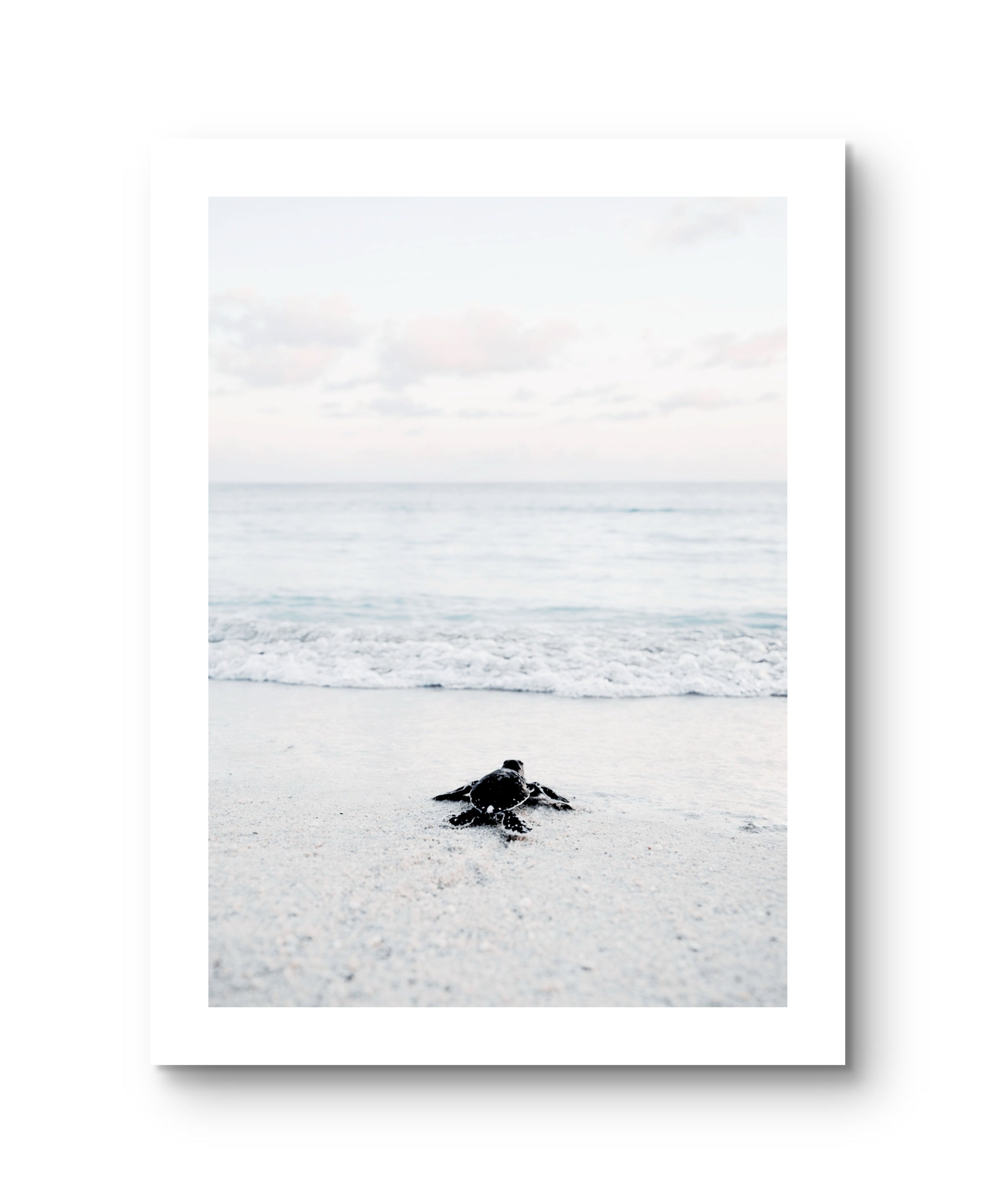 Ocean Baby Turtle