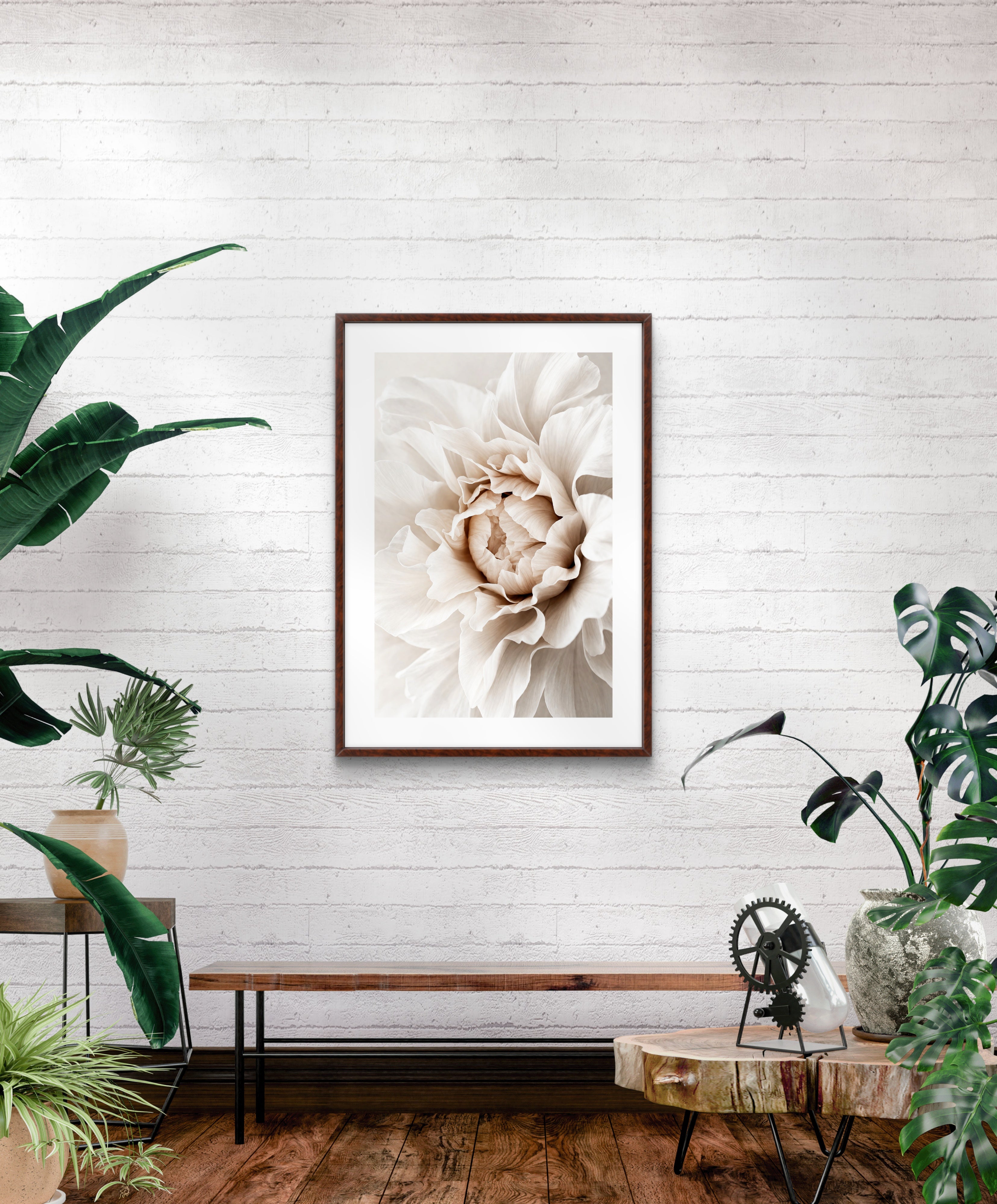 Beige Peonie