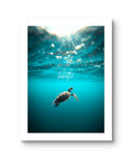 Breathe Ocean Turtle