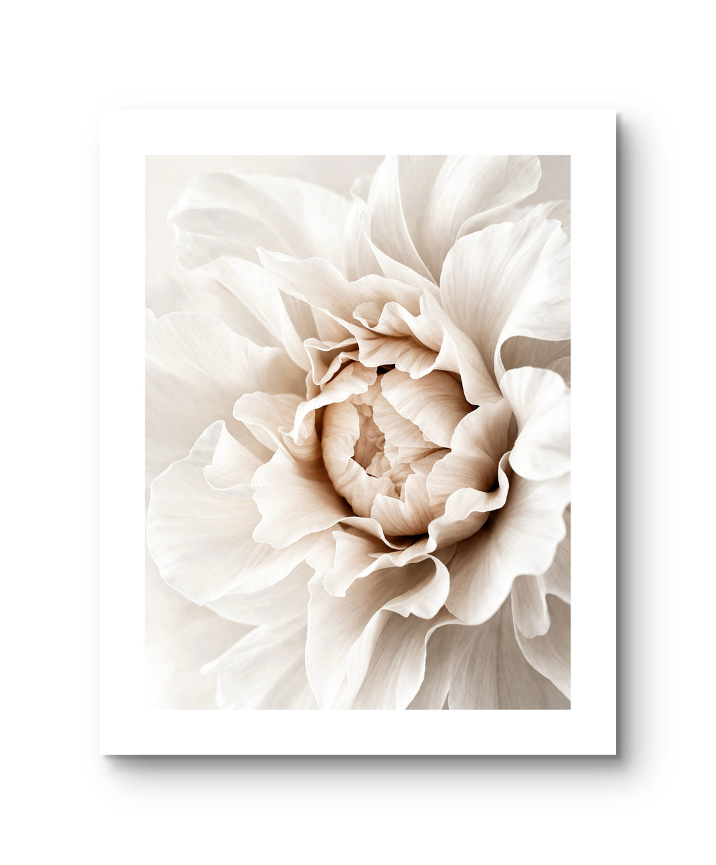 Beige Peonie