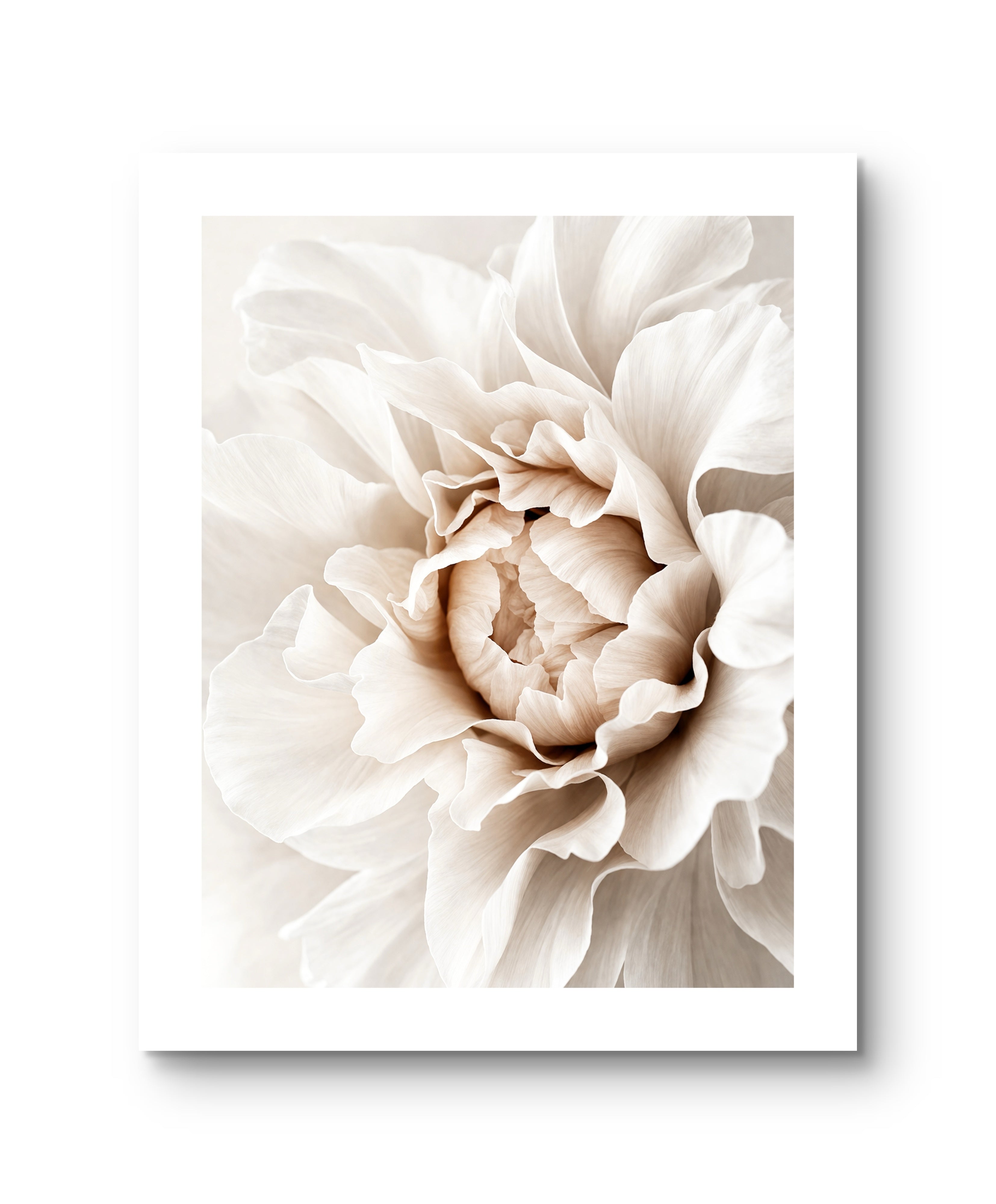 Beige Peonie