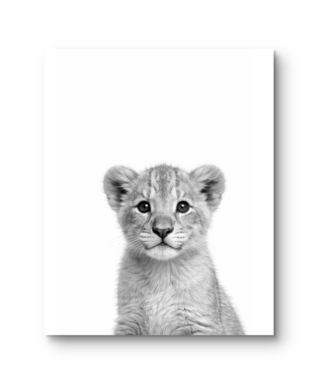 Wildlife Baby