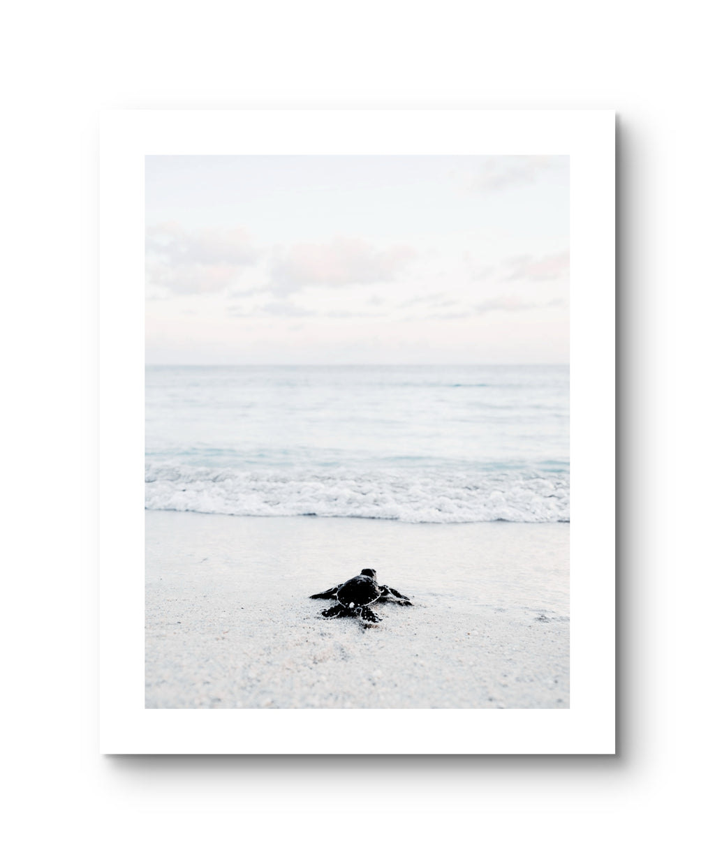 Ocean Baby Turtle