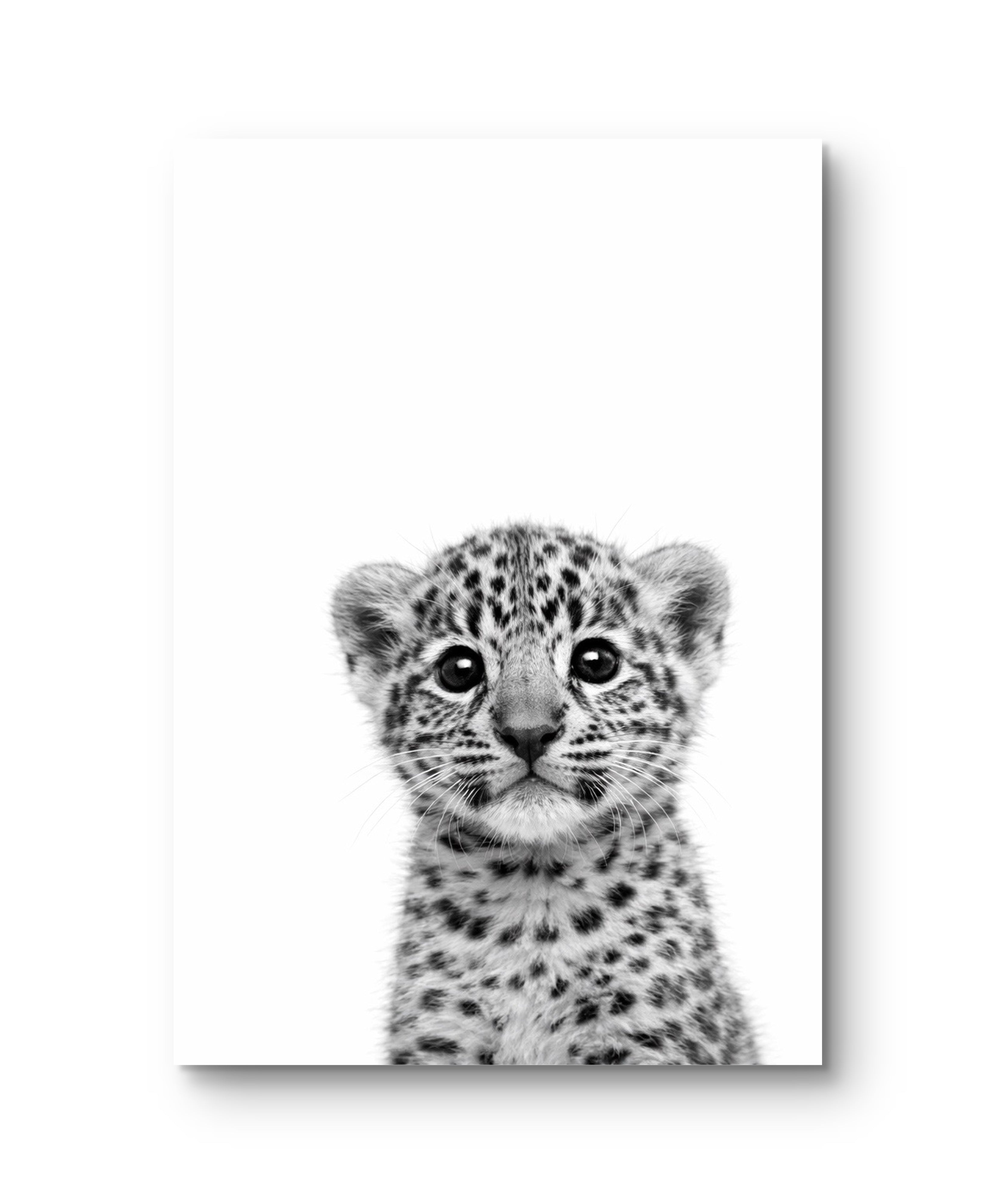 Wildlife Baby
