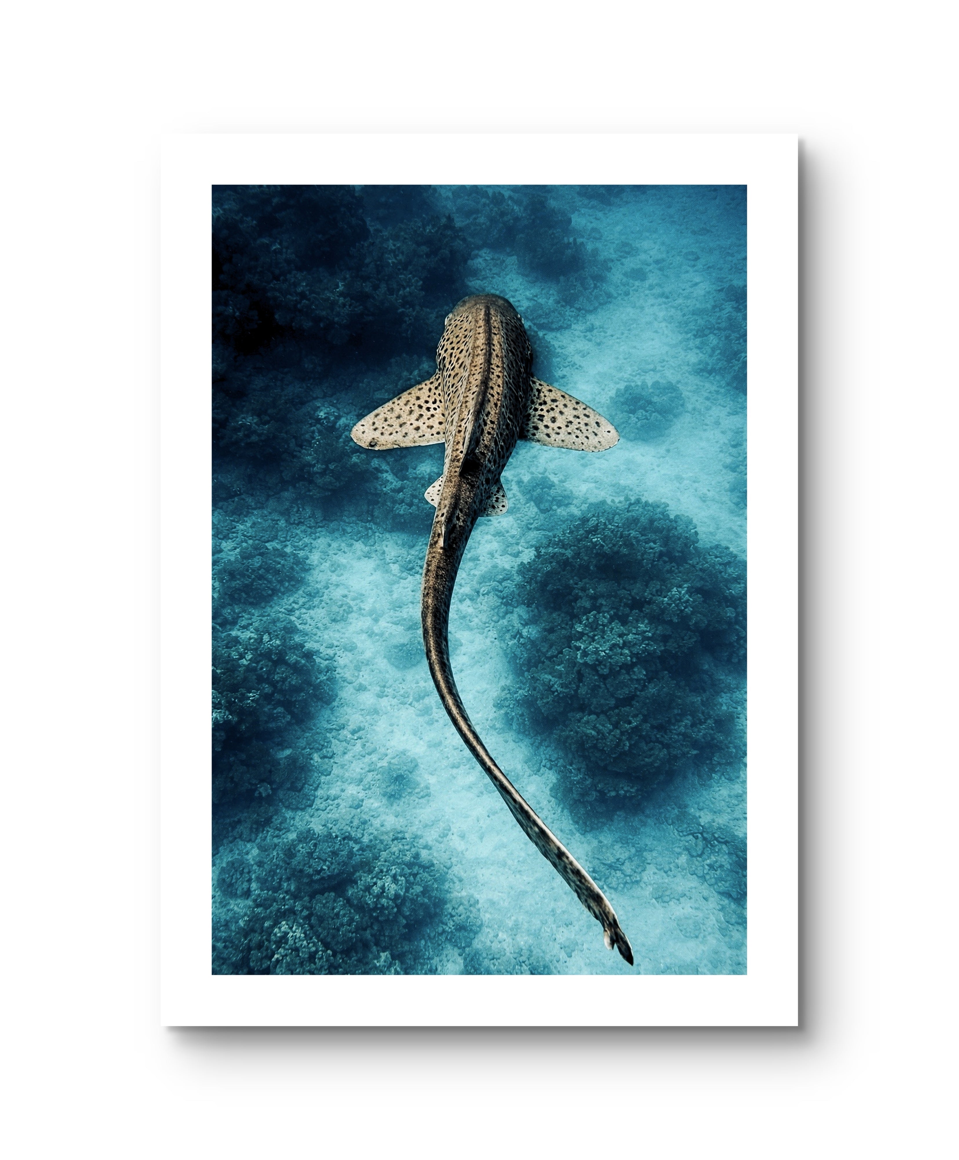 Shark Blue