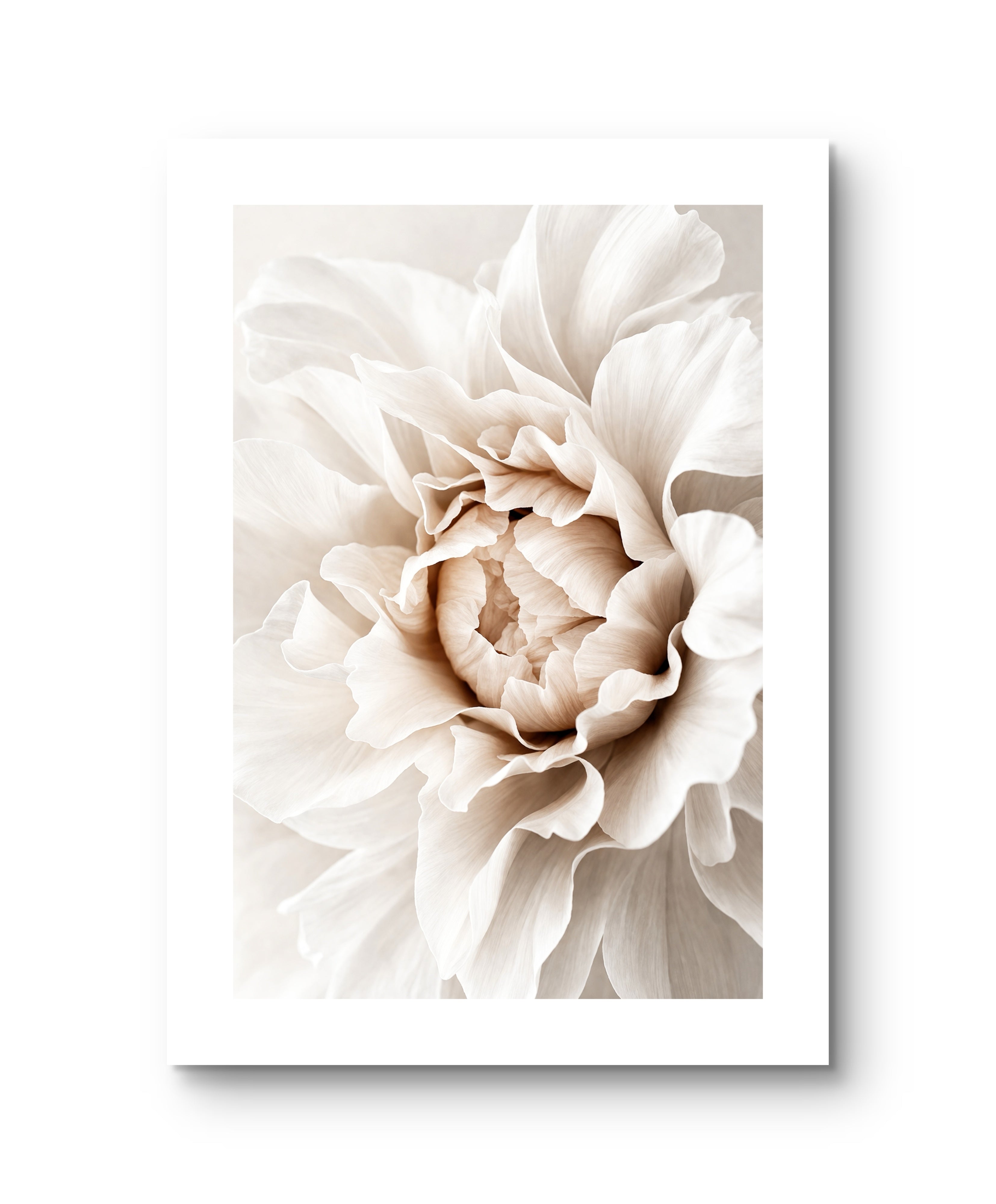 Beige Peonie