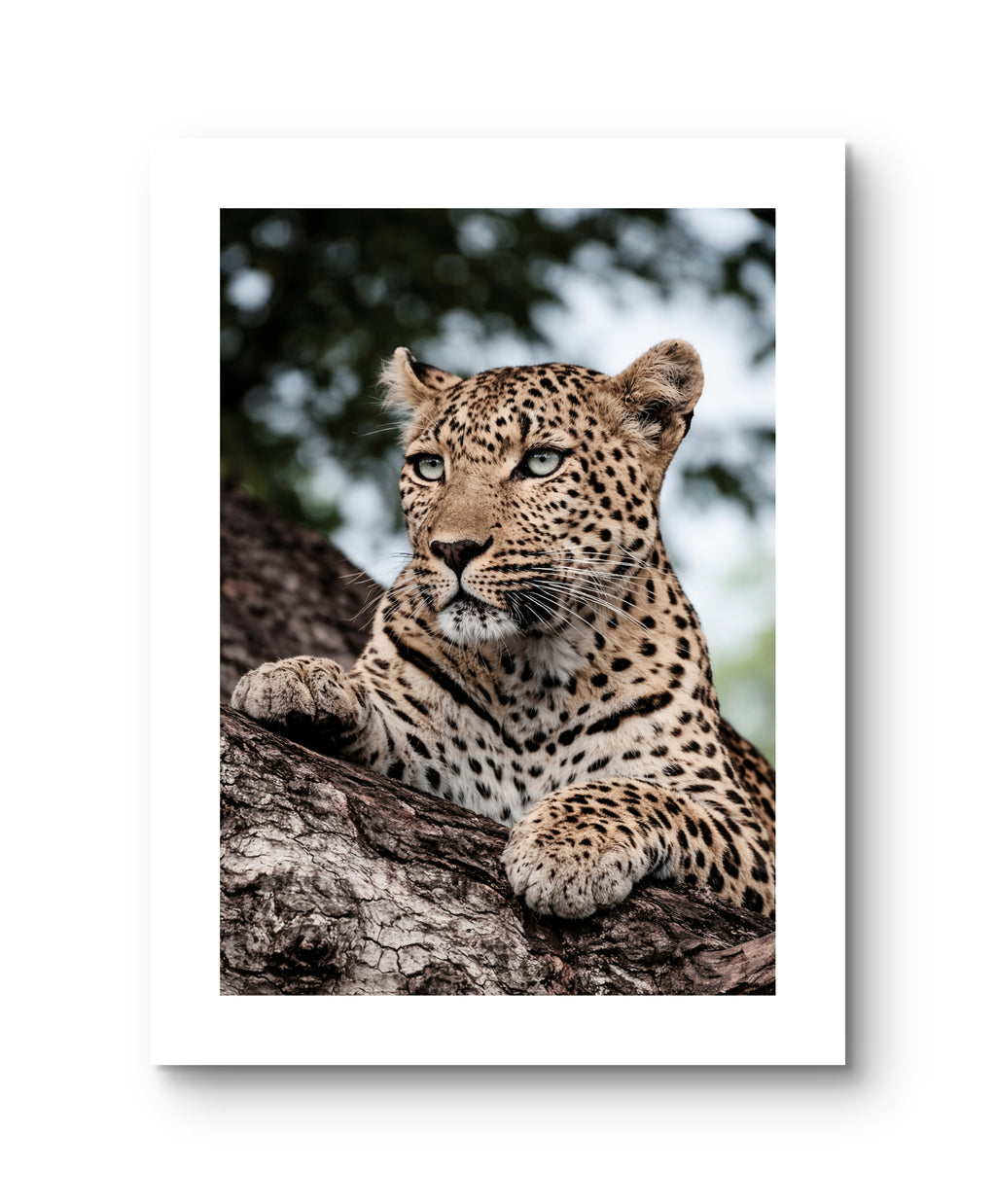 Leopard