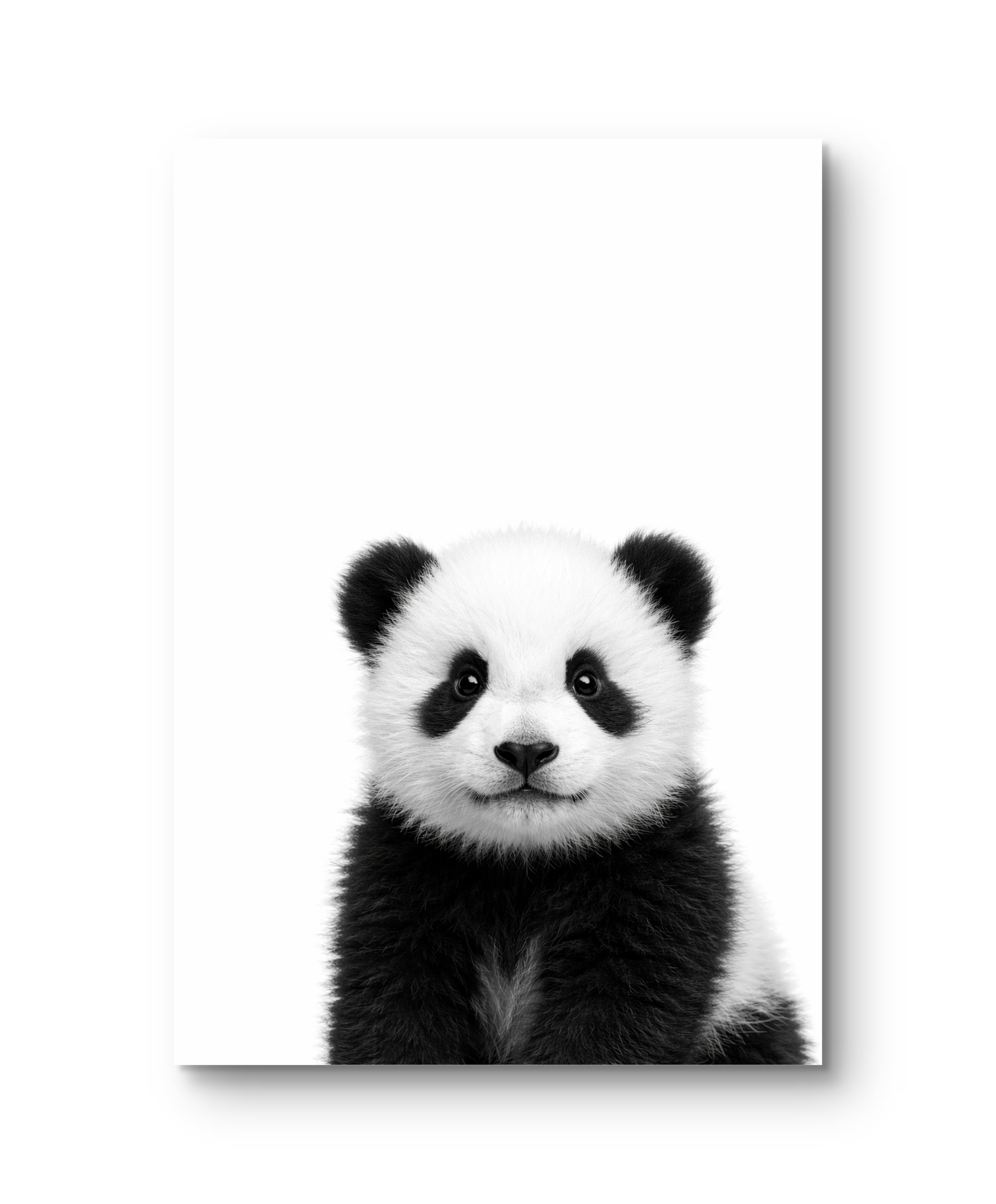 Wildlife Baby
