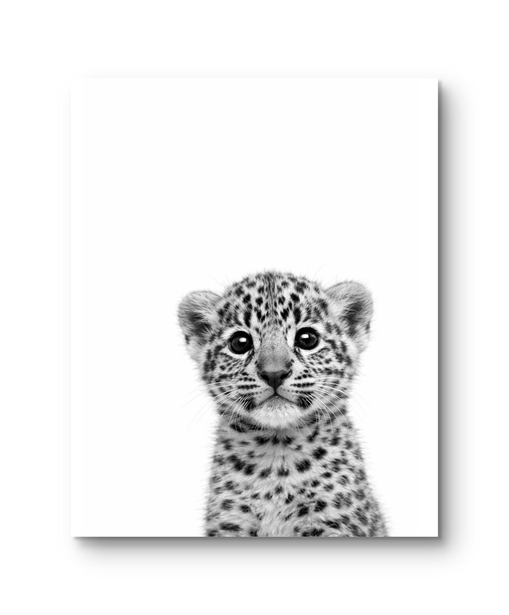 Wildlife Baby