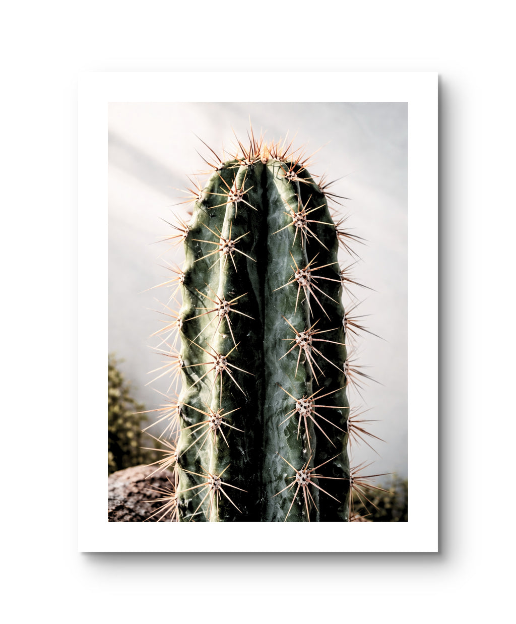 Cactus Giants