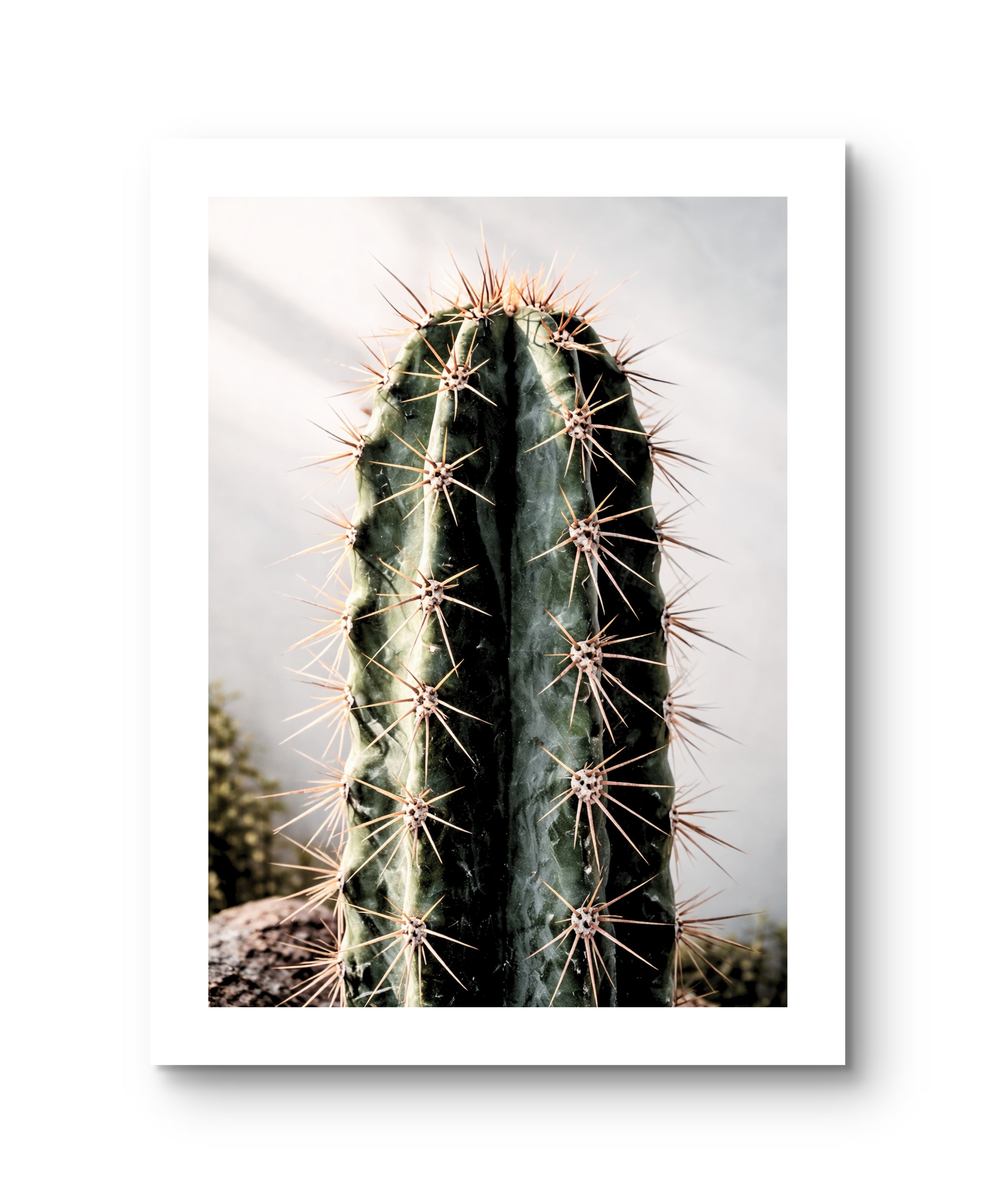 Cactus Giants