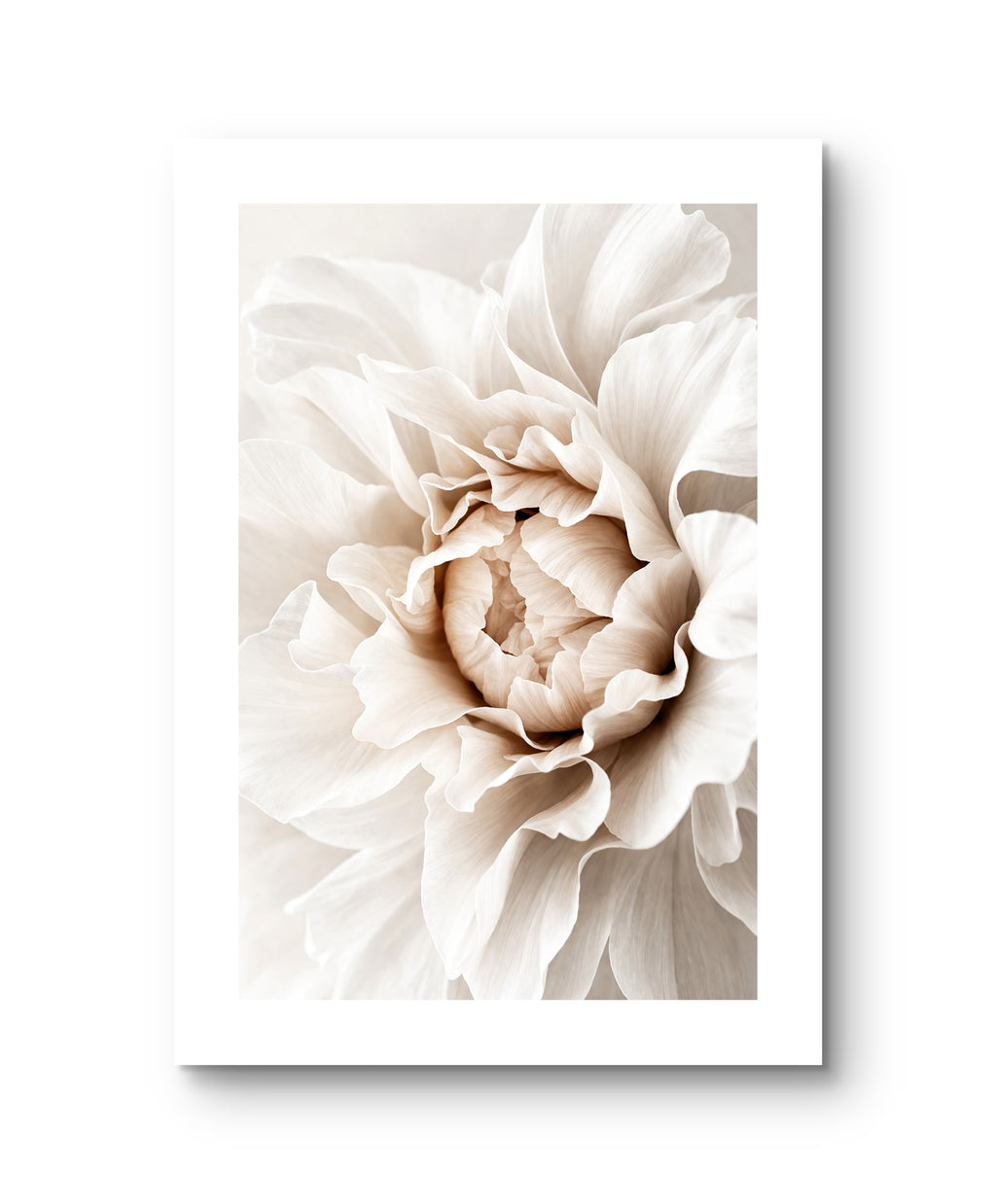 Beige Peonie