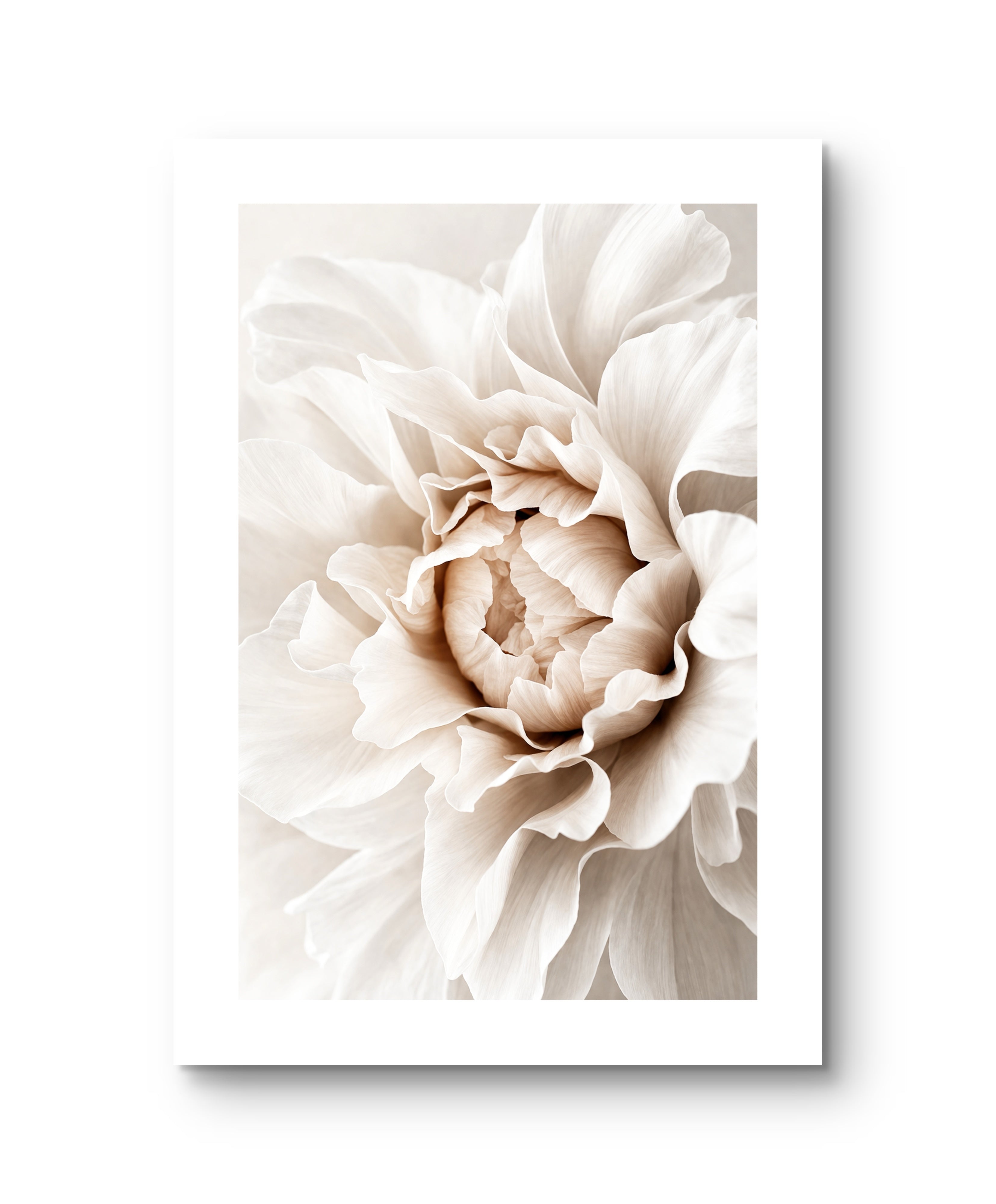 Beige Peonie