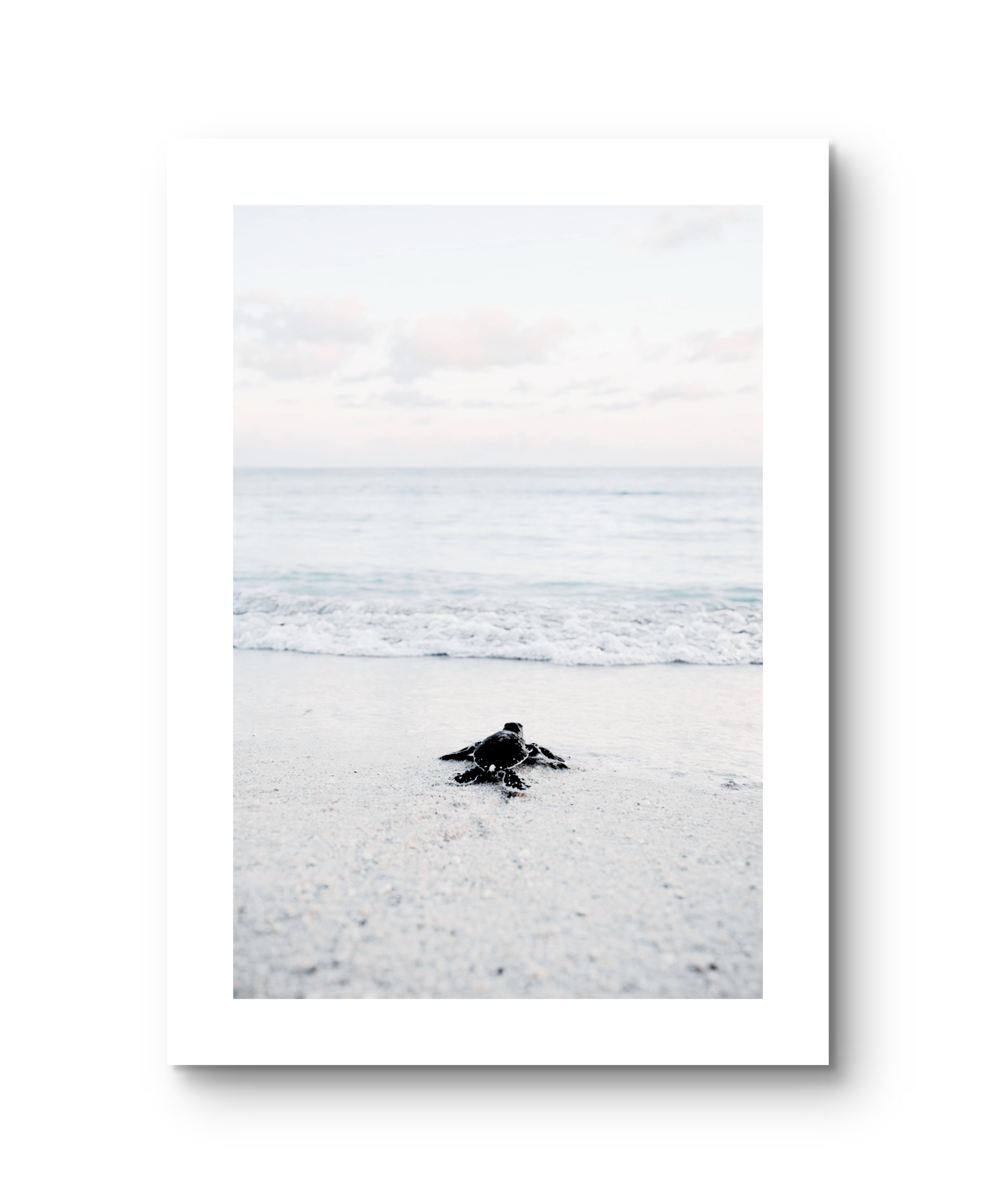 Ocean Baby Turtle