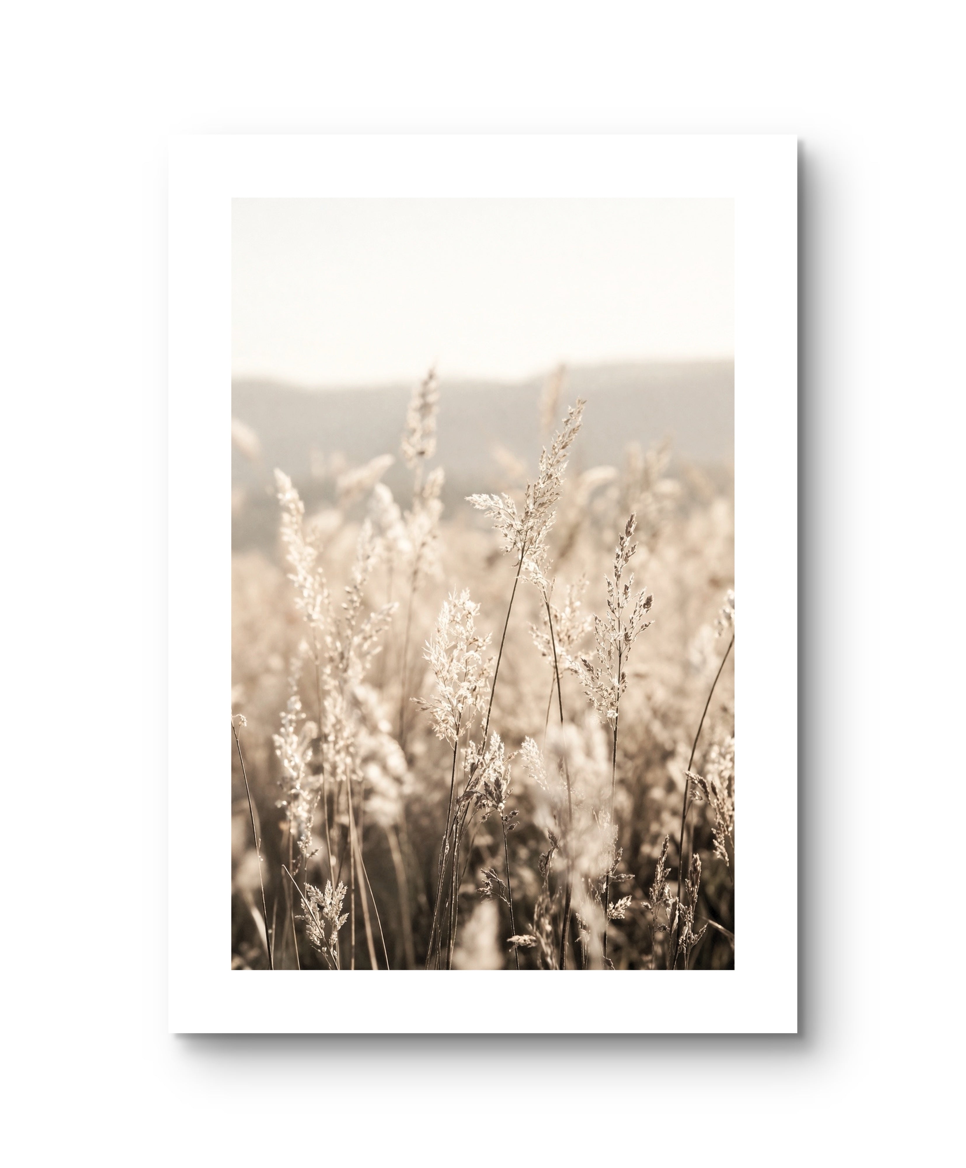 Wiese Natur