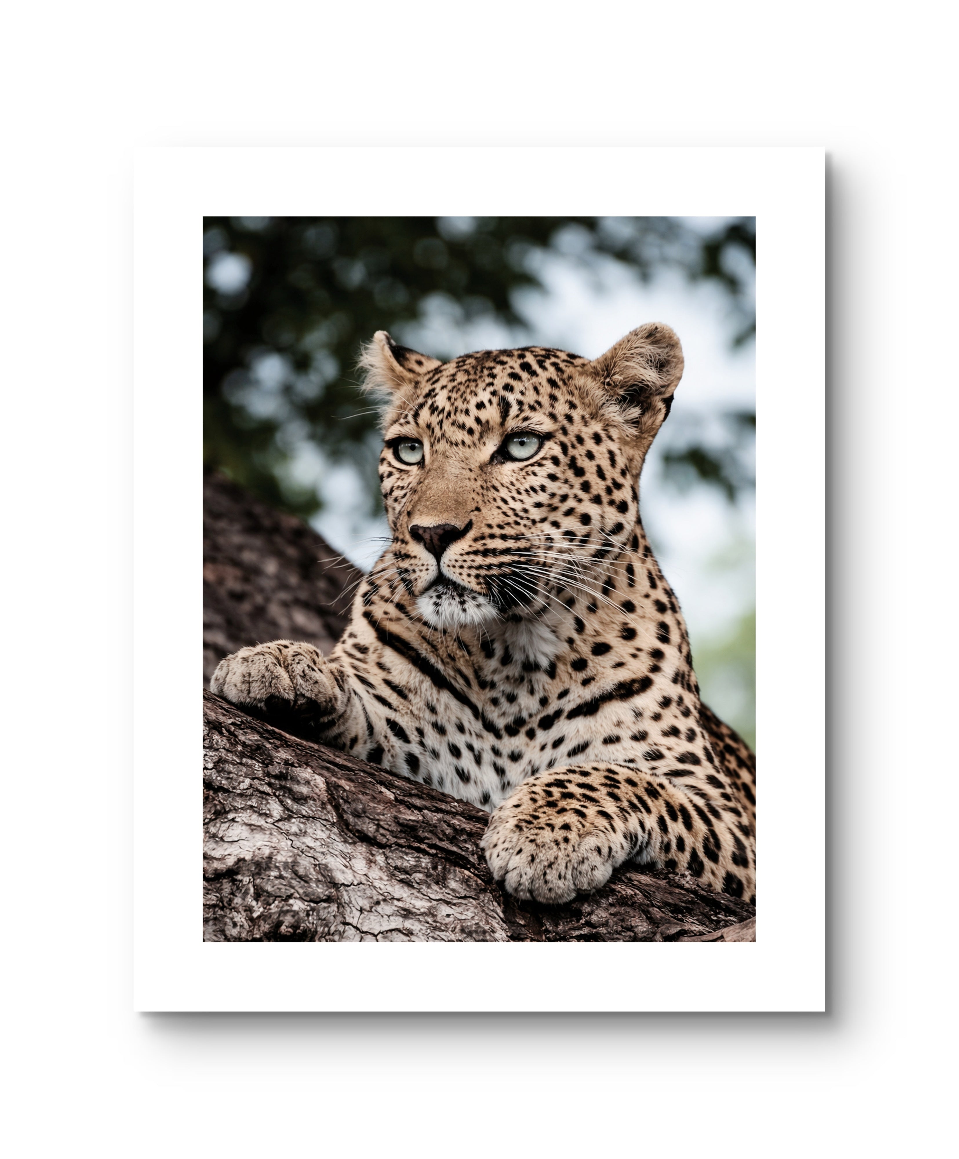 Leopard