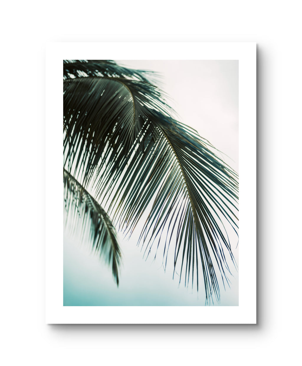 Palm Blue