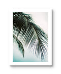 Palm Blue