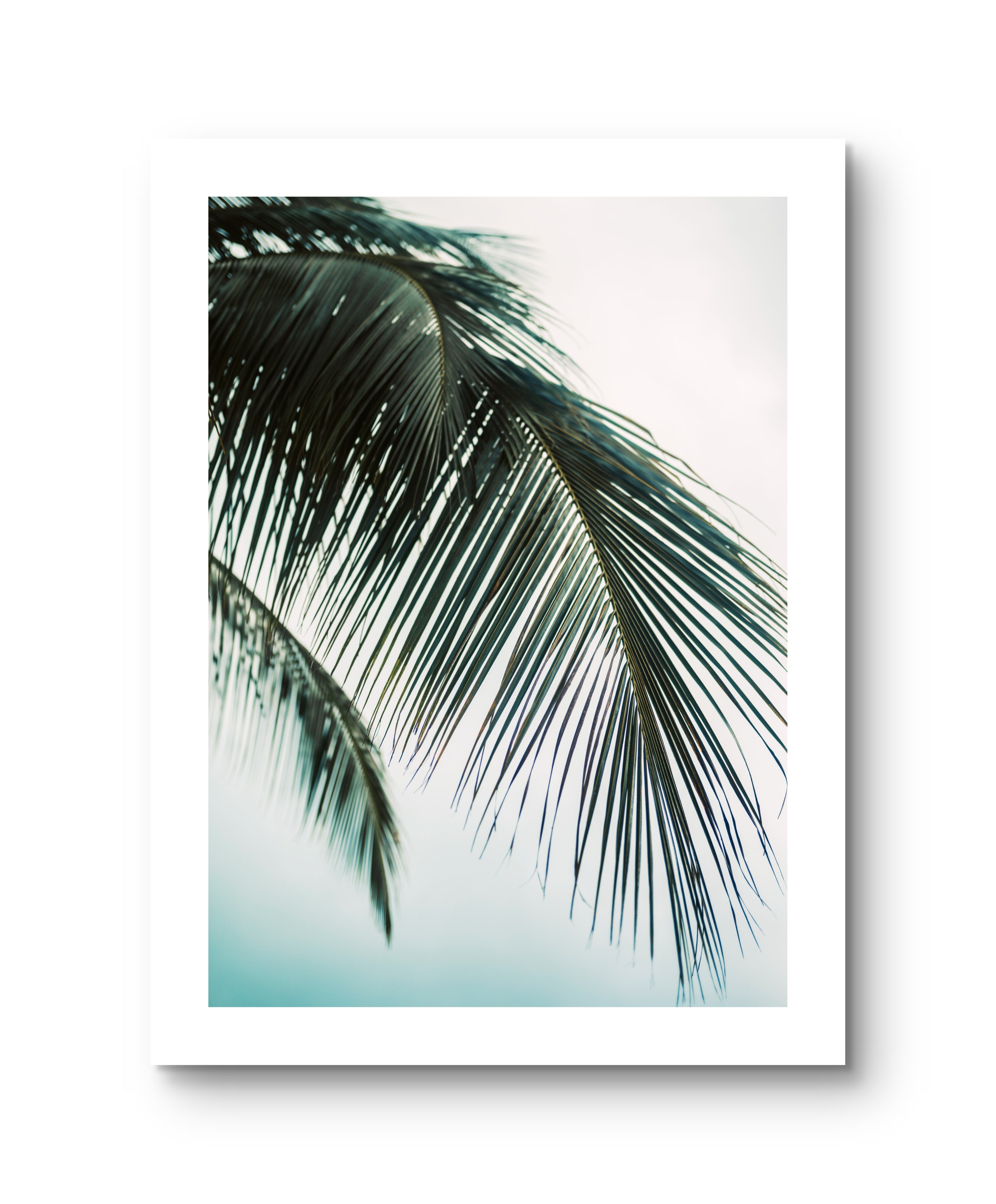 Palm Blue