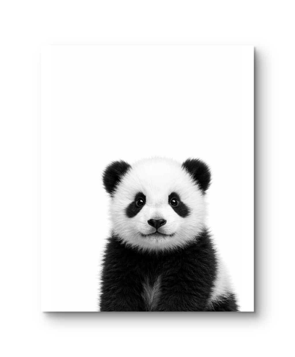 Wildlife Baby