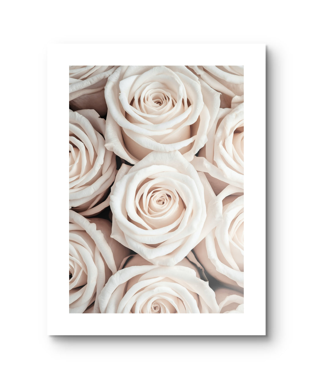 White Roses