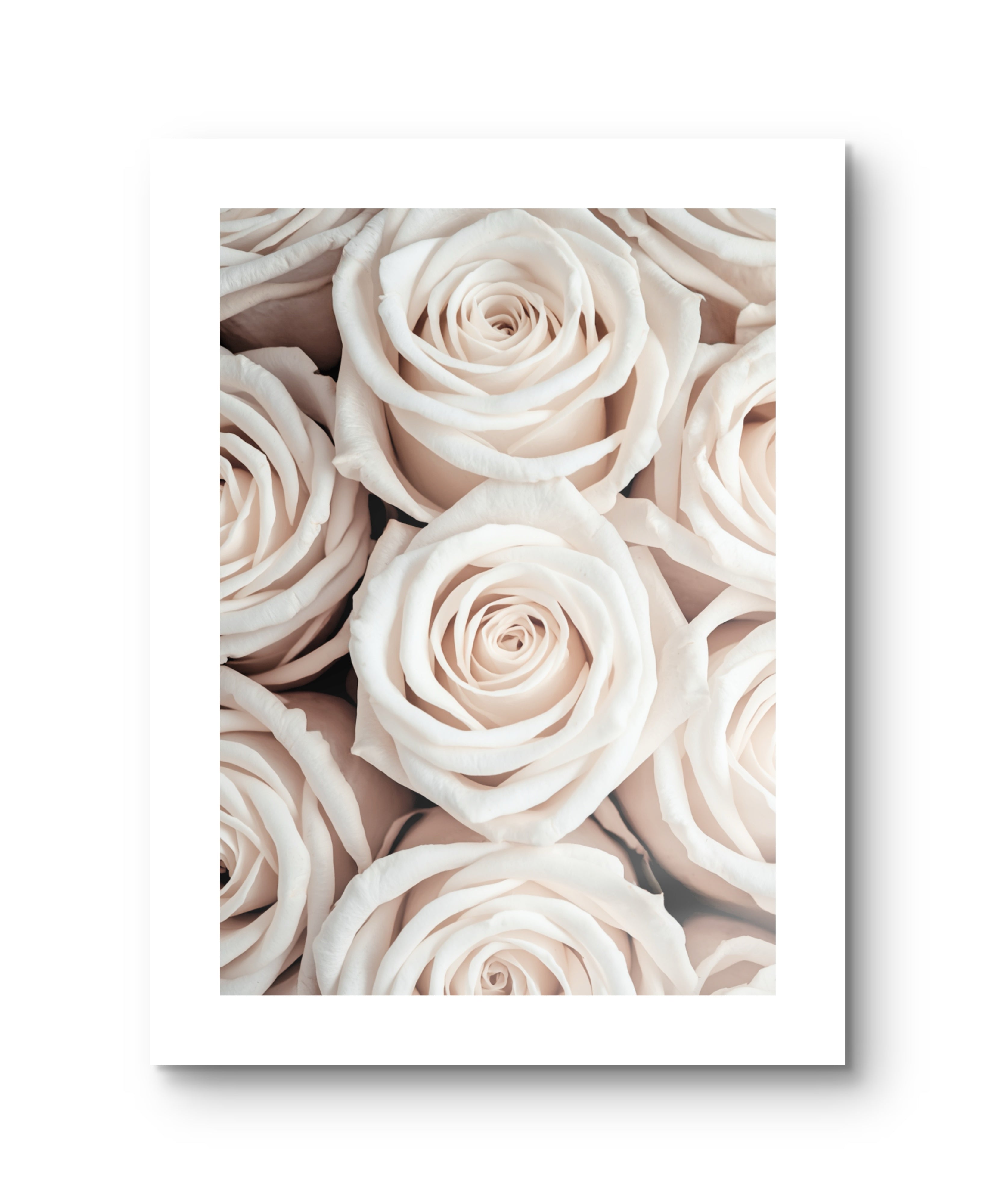 White Roses
