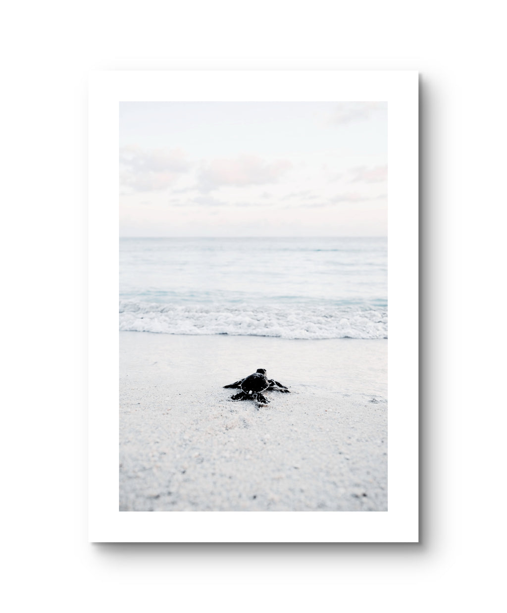 Ocean Baby Turtle