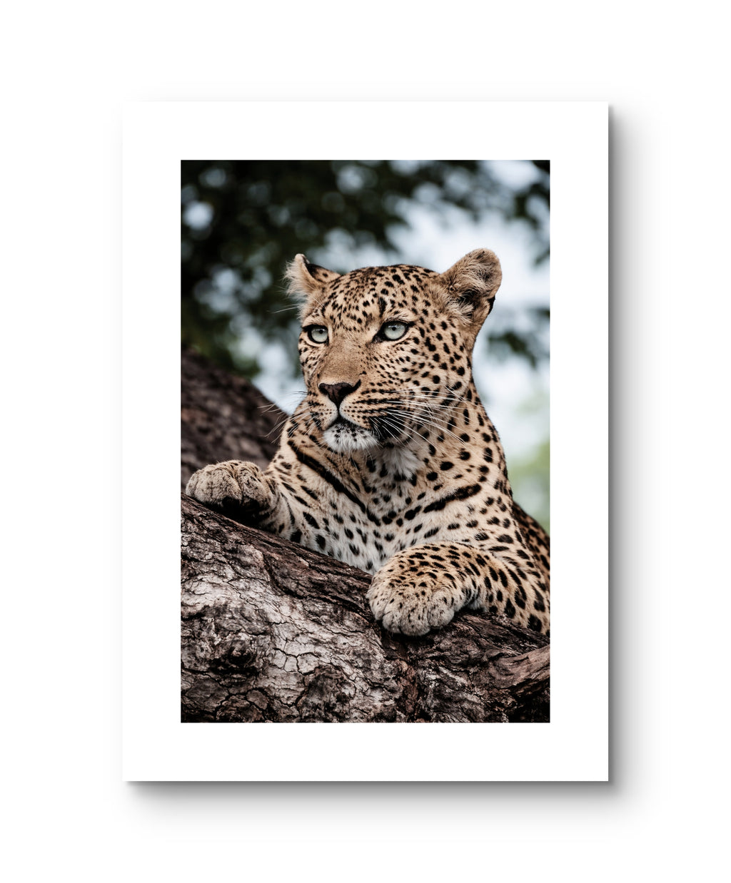 Leopard